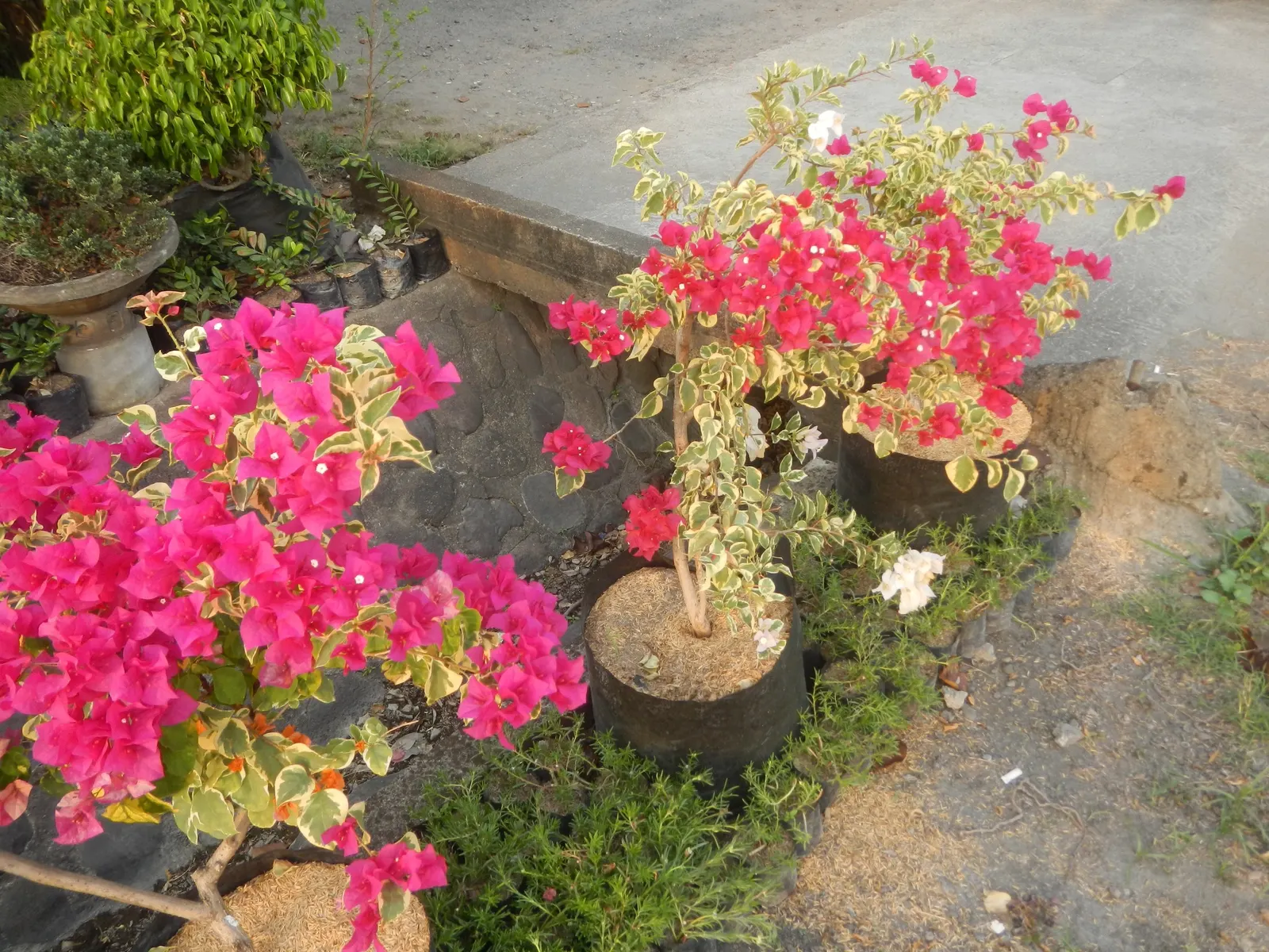 Bougainvillea Cultivars (Bougainvillea Cvs.) — requiring at least 6 hours of direct sunlight a day to promote prolific blooming; provide full sun, image 78