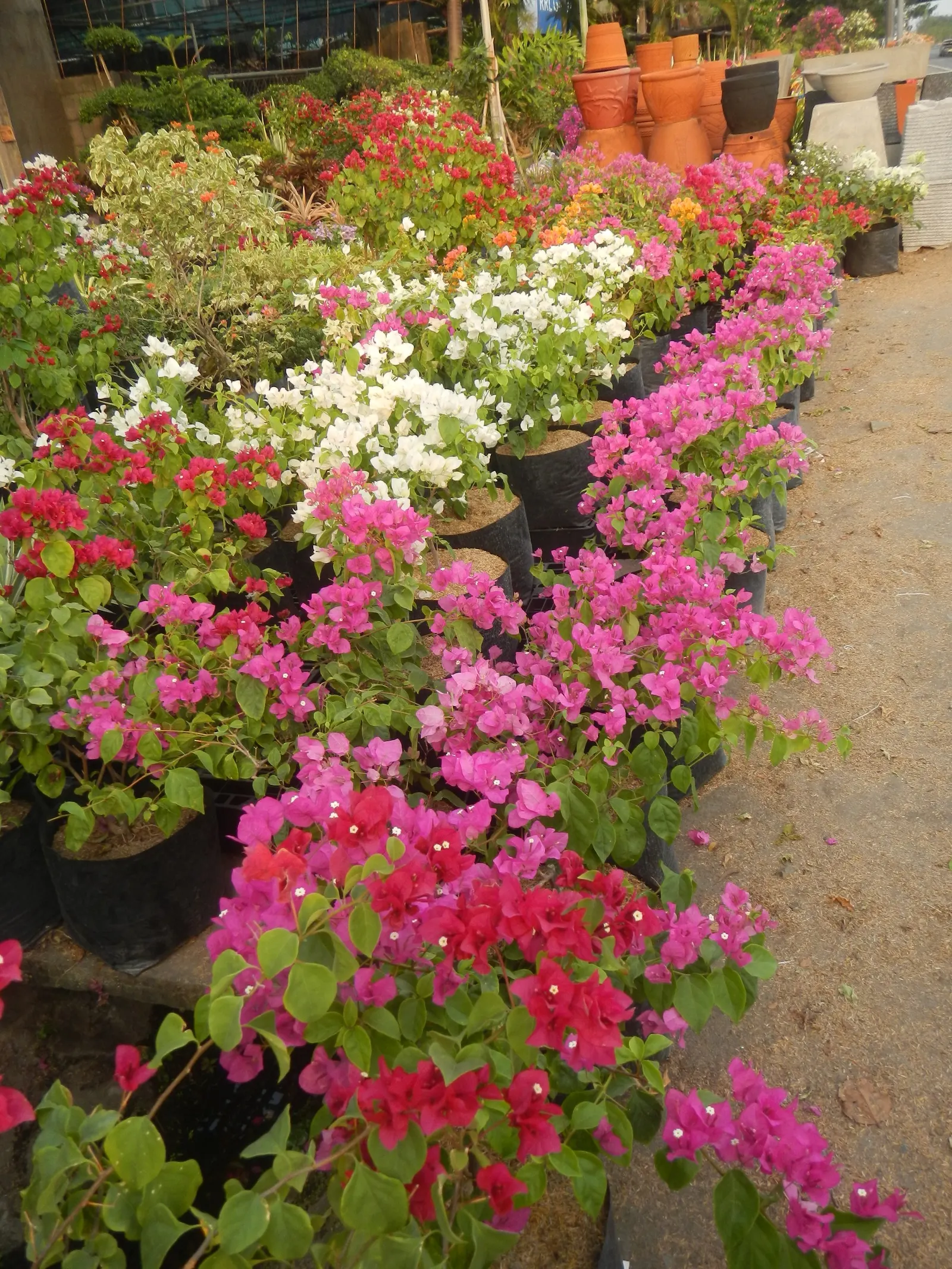 Bougainvillea Cultivars (Bougainvillea Cvs.) — shrub / vine for full or half