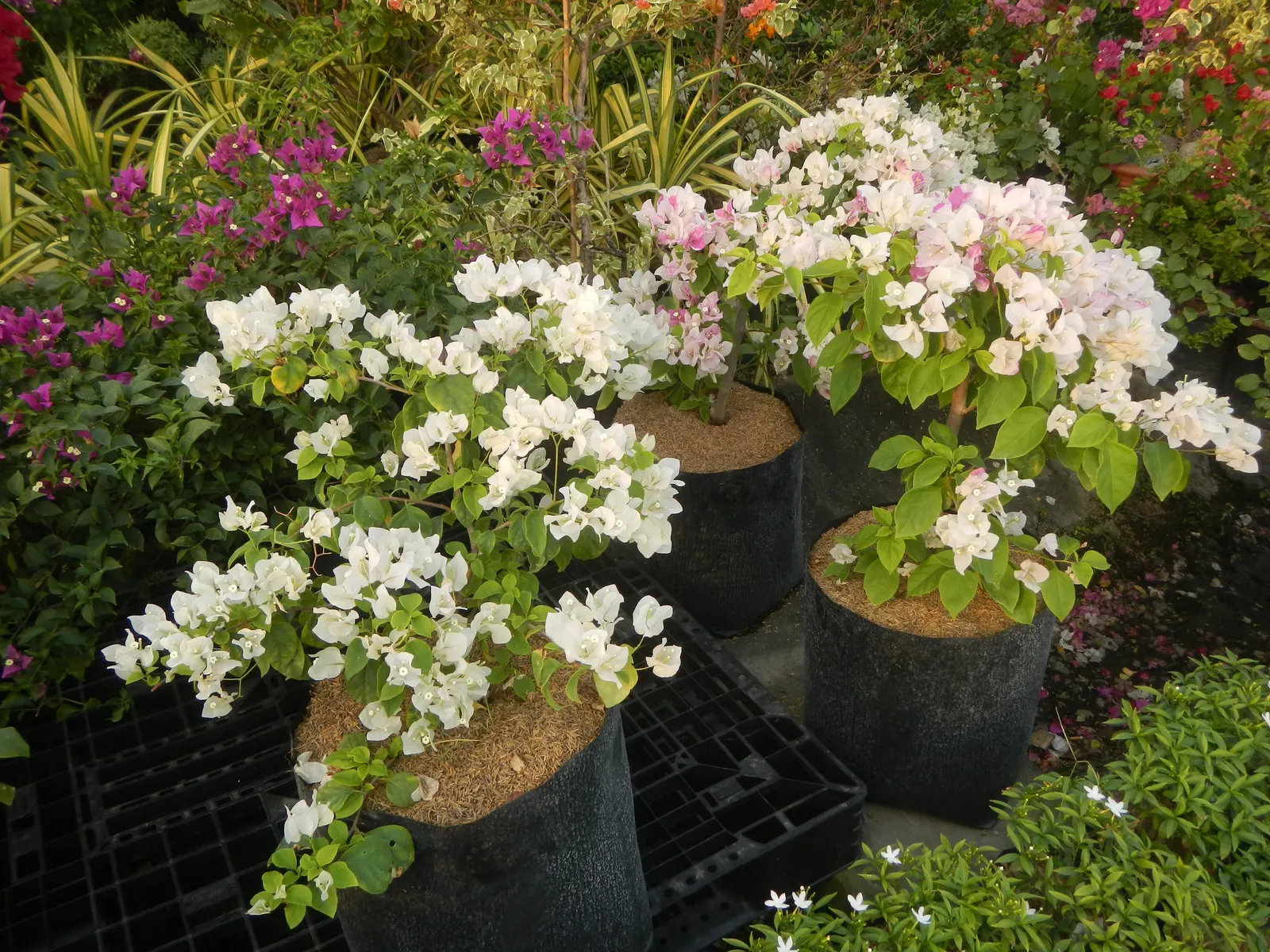 Bougainvillea Cultivars (Bougainvillea Cvs.) — red flowers in the garden; for a more dramatic effect, image 88