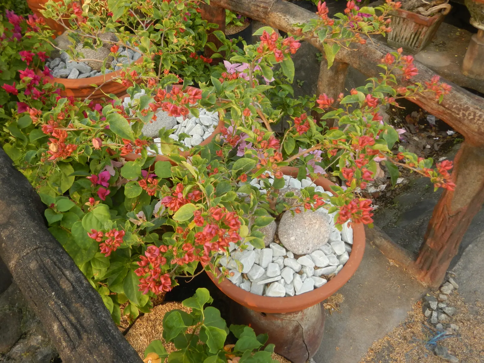 Bougainvillea Cultivars (Bougainvillea Cvs.) — they can be allowed to climb over trellises; prune for shape or to contain size, image 74