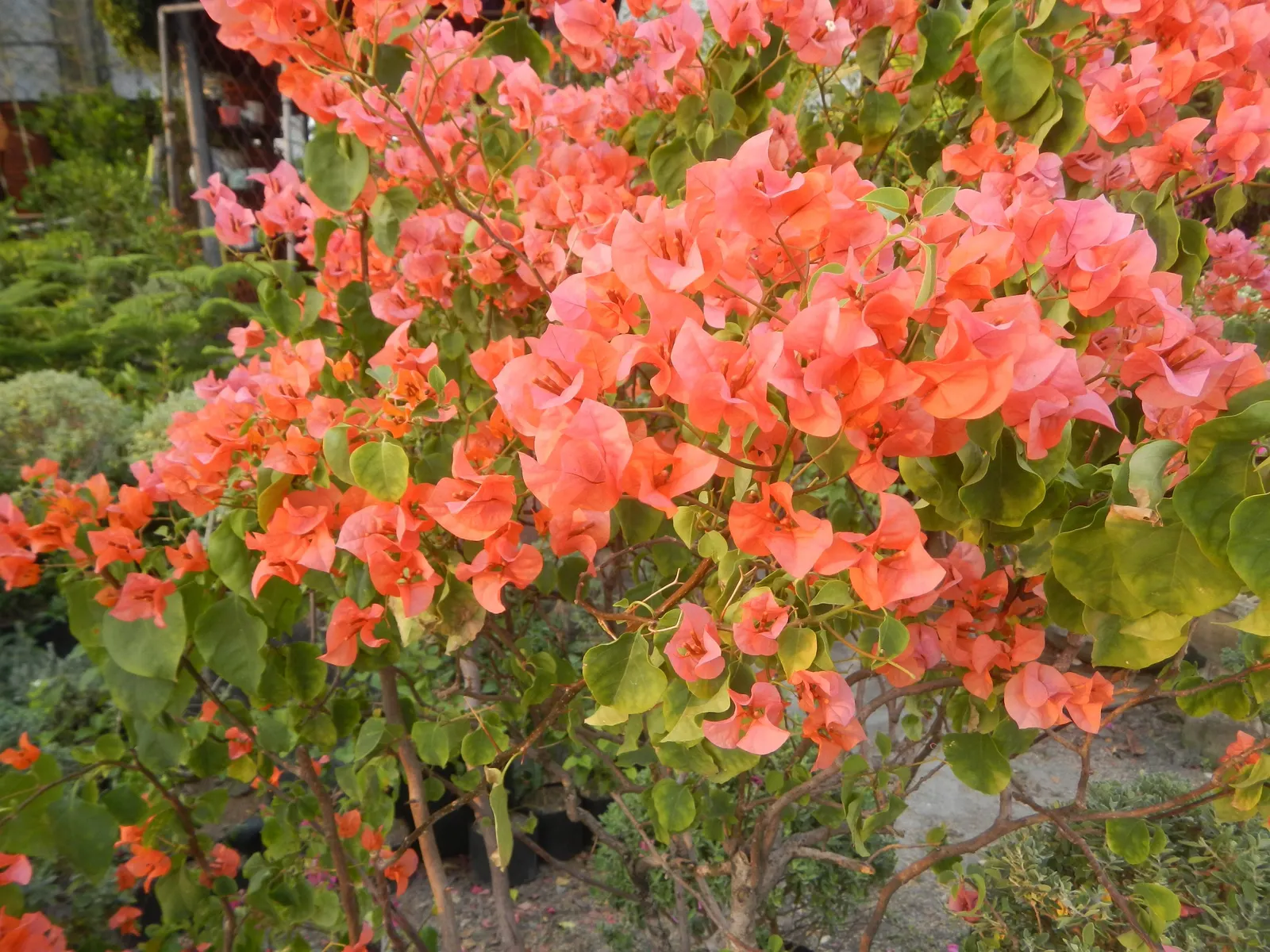 Bougainvillea Cultivars (Bougainvillea Cvs.) — they can bring a garden to life and provide year-round interest; shrub / vine with red blooms