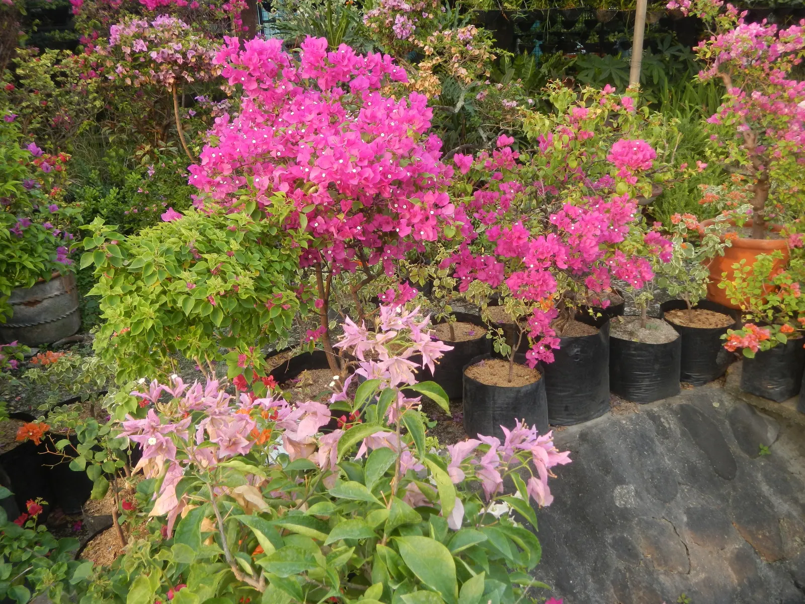 Bougainvillea Cultivars (Bougainvillea Cvs.) — These plants are also relatively frost sensitive