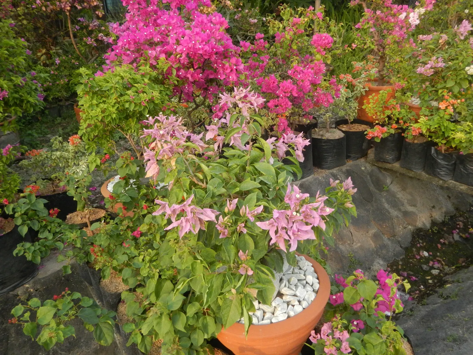 Bougainvillea Cultivars (Bougainvillea Cvs.) — or can be espaliered against walls and fences; thriving in USDA hardiness zones 9-11.<br><br>Due to their