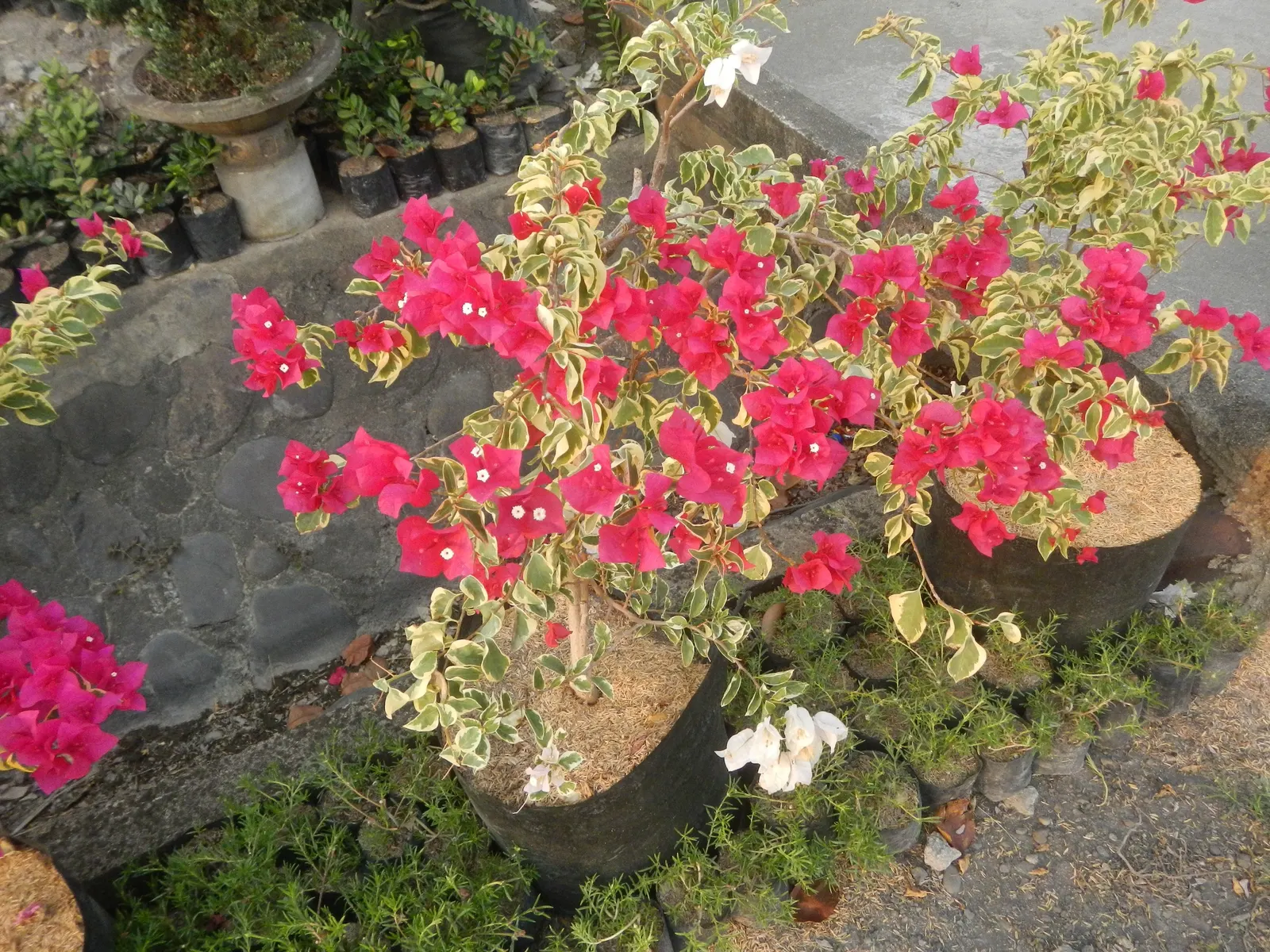 Bougainvillea Cultivars (Bougainvillea Cvs.) — or can be espaliered against walls and fences; thriving in USDA hardiness zones 9-11.<br><br>Due to, image 72