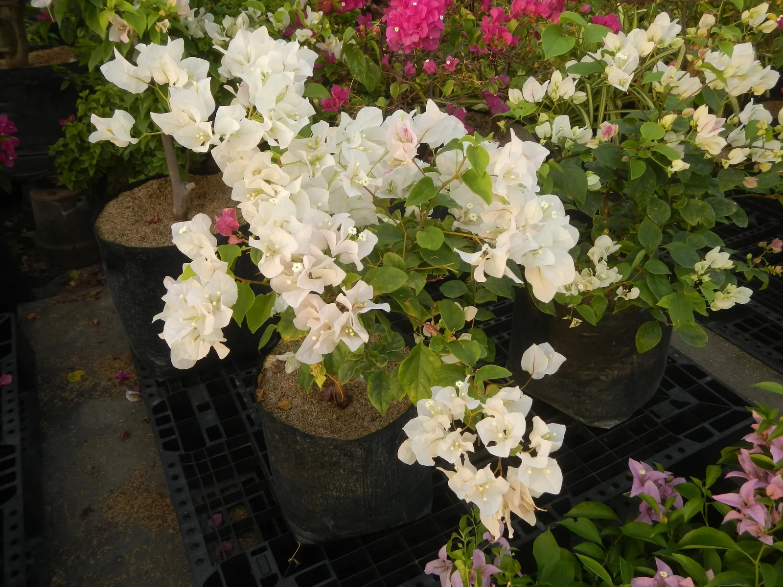 Bougainvillea Cultivars (Bougainvillea Cvs.) — provide a vibrant and versatile addition to any landscape design; shrub / vine for full or half, image 99