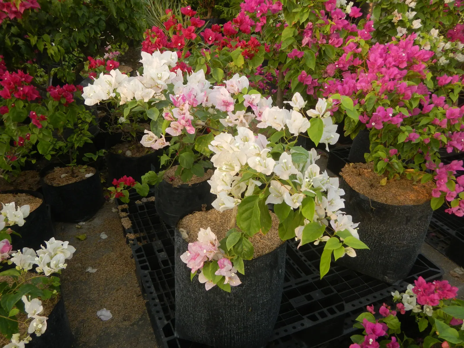 Bougainvillea Cultivars (Bougainvillea Cvs.) — Note: blooming cycles can be encouraged by restricting water