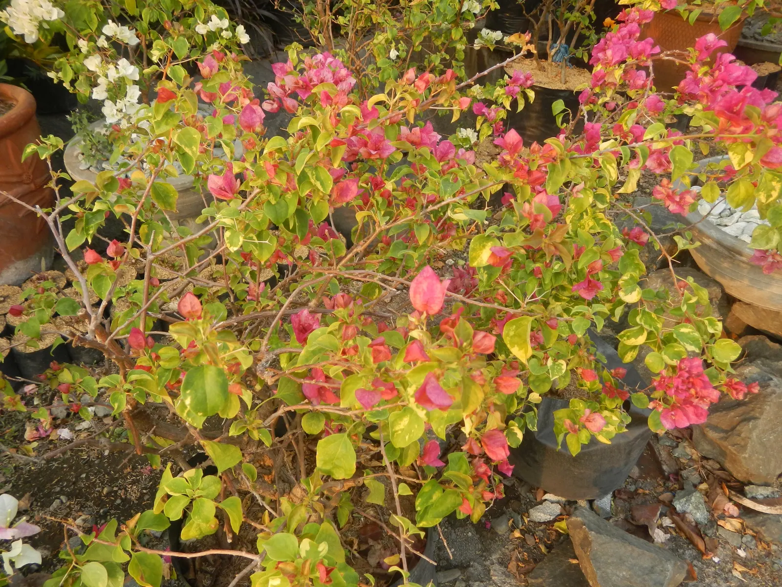 Bougainvillea Cultivars (Bougainvillea Cvs.) — They're drought-tolerant once established, needing minimal care; with their vibrant colors and, image 94