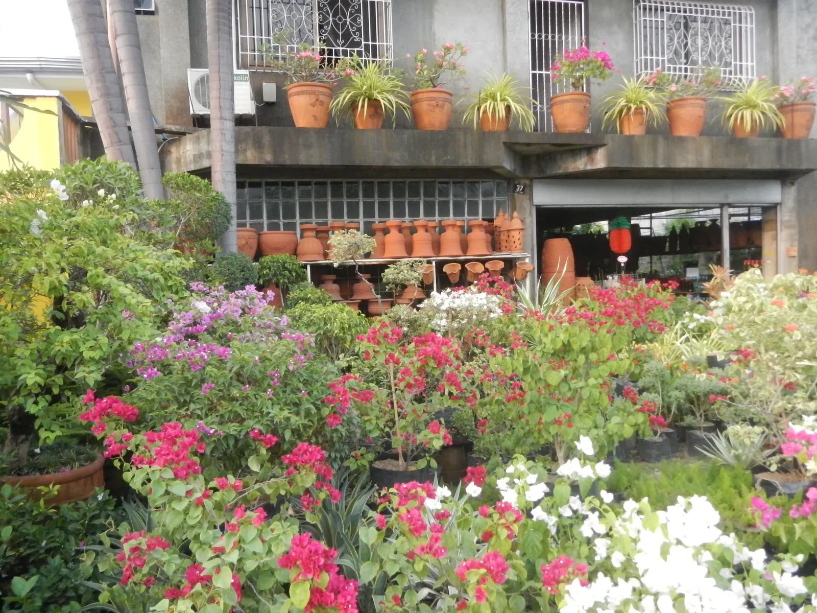 Bougainvillea Cultivars (Bougainvillea Cvs.) — Frost-sensitive, thrive in USDA zones 9-11; mature sizes vary by species and form