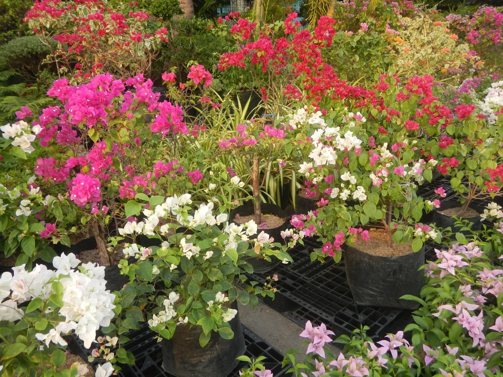 Bougainvillea Cultivars (Bougainvillea Cvs.) — Prune for shape or to contain size; these vigorous vines/sturdy shrubs, ideal for trellises or, image 95