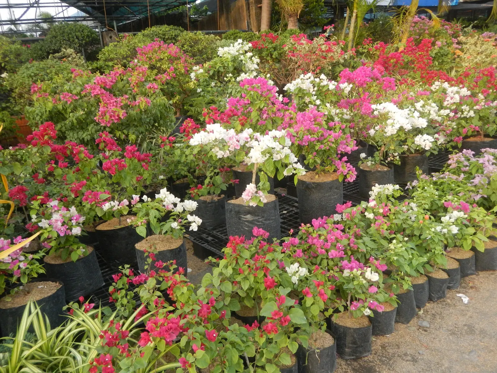 Bougainvillea Cultivars (Bougainvillea Cvs.) — thriving in USDA hardiness zones 9-11.<br><br>Due to their moderate growth rate; offer a robust, image 81