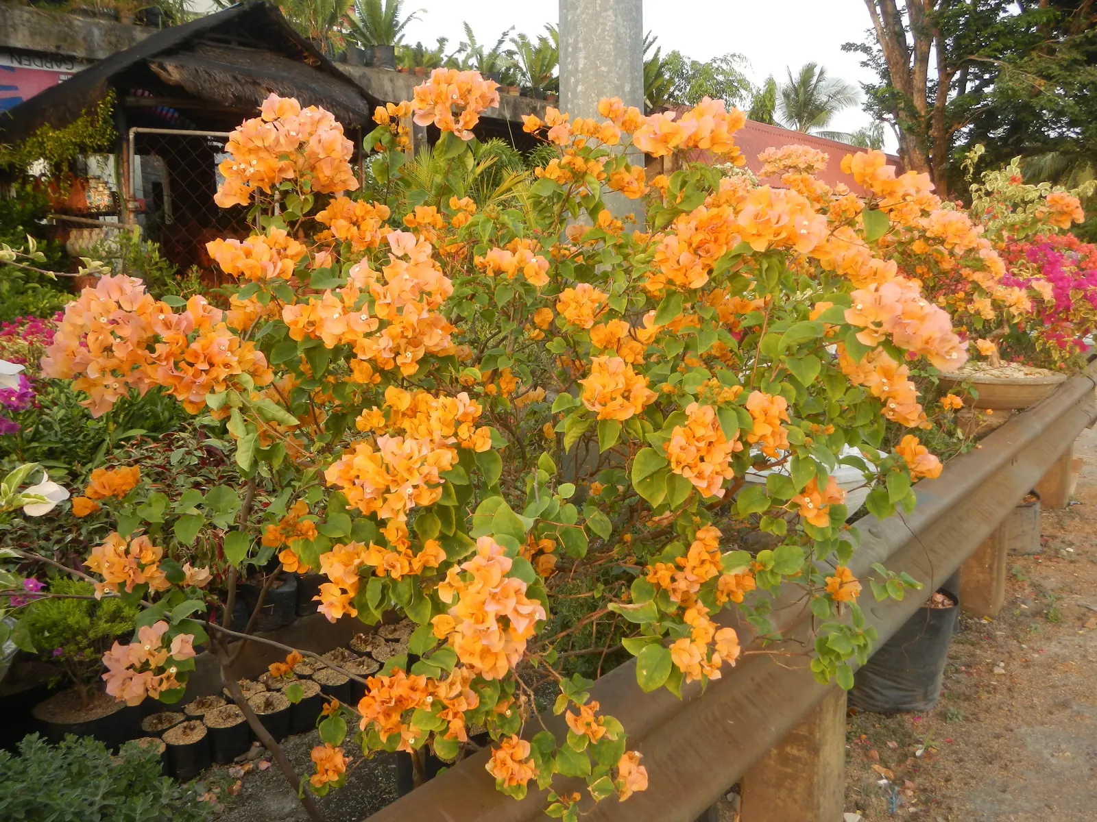 Bougainvillea Cultivars (Bougainvillea Cvs.) — Provide full sun and well-draining soil; requiring at least 6 hours of direct sunlight a day to promote prolific