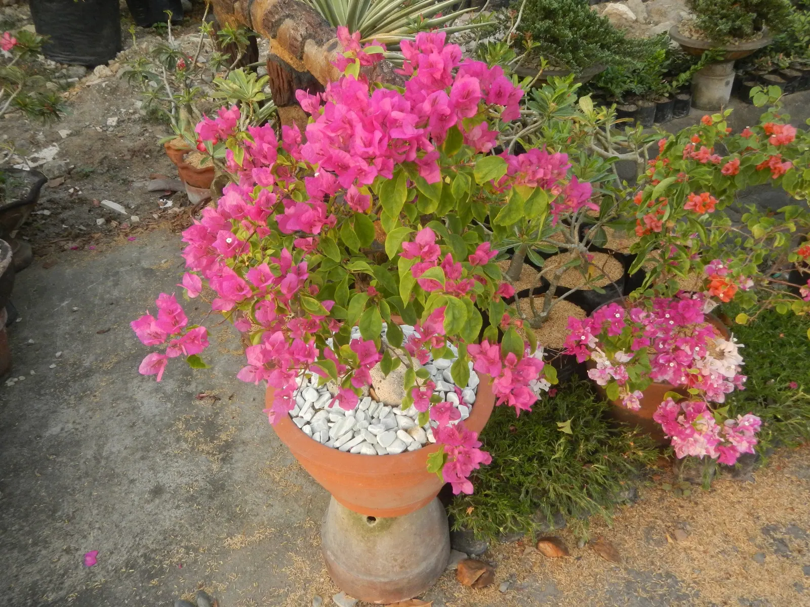 Bougainvillea Cultivars (Bougainvillea Cvs.) — while their drought resistance makes them a suitable choice for water-conscious landscapes