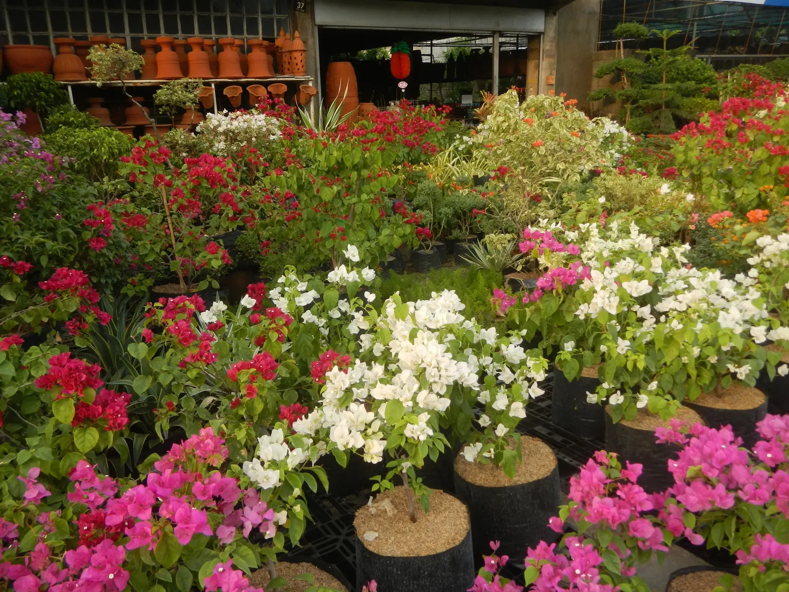 Bougainvillea Cultivars (Bougainvillea Cvs.) — Note: blooming cycles can be encouraged by restricting water; provide a vibrant and versatile, image 66