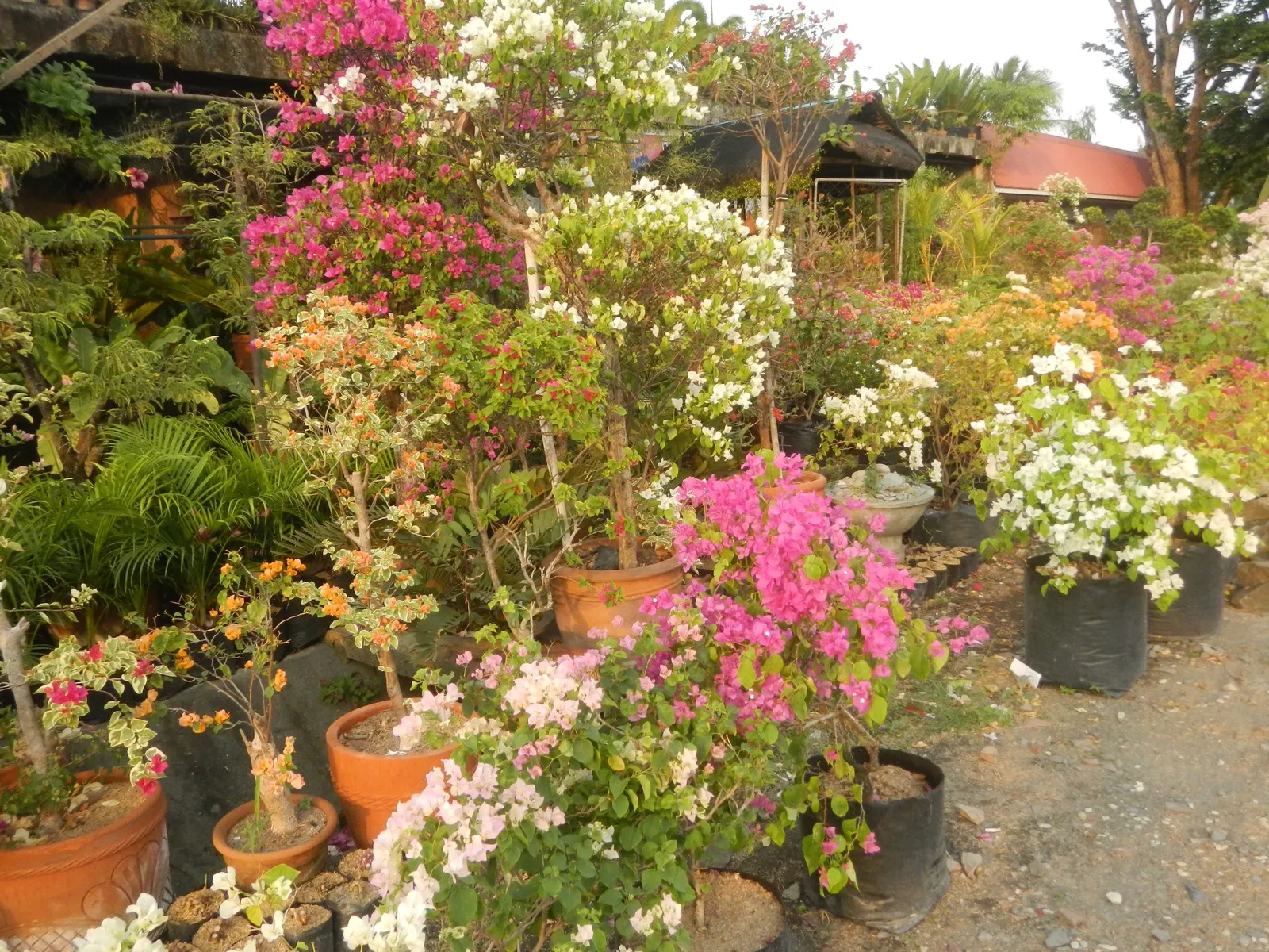 Bougainvillea Cultivars (Bougainvillea Cvs.) — When adding these to your garden