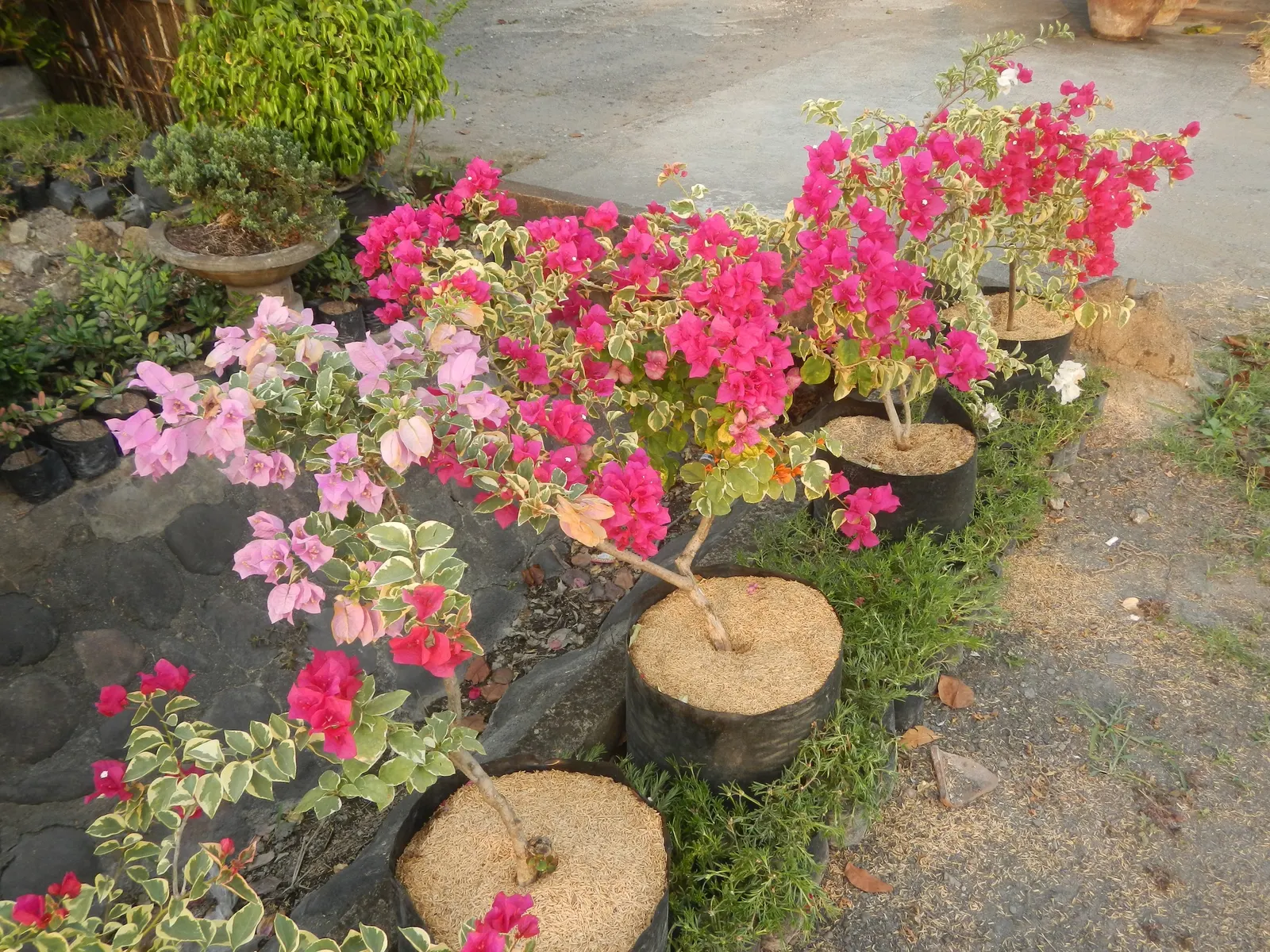 Bougainvillea Cultivars (Bougainvillea Cvs.) — Prune for shape or to contain size; these vigorous vines/sturdy shrubs, ideal for trellises or, image 65