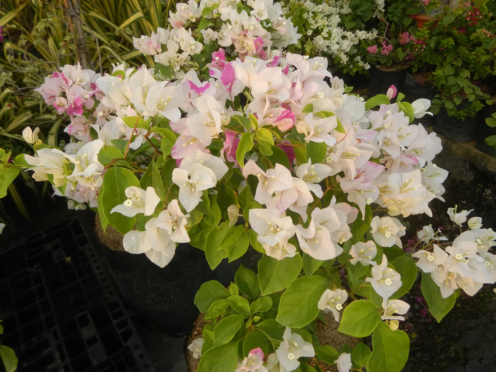 Bougainvillea Cultivars (Bougainvillea Cvs.) — ranging from a compact 3 feet in height and spread for dwarf varieties