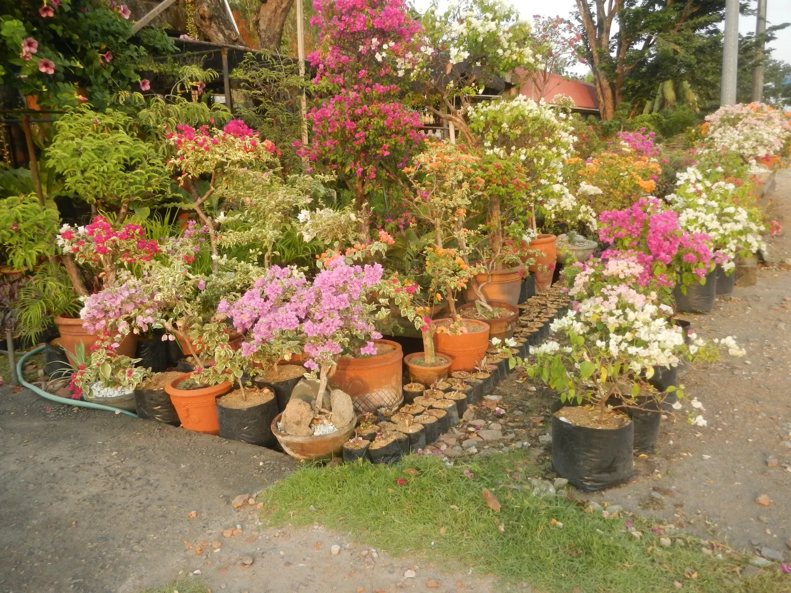 Bougainvillea Cultivars (Bougainvillea Cvs.) — red flowers in the garden; for a more dramatic effect
