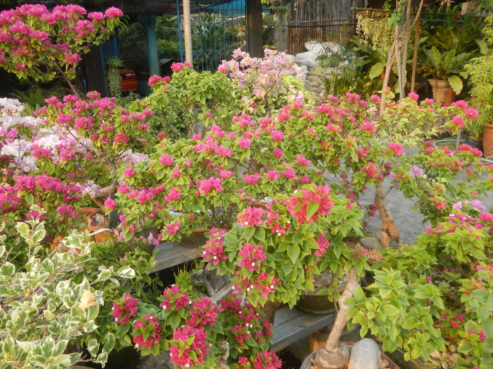 Bougainvillea Cultivars (Bougainvillea Cvs.) — they can be allowed to climb over trellises; prune for shape or to contain size