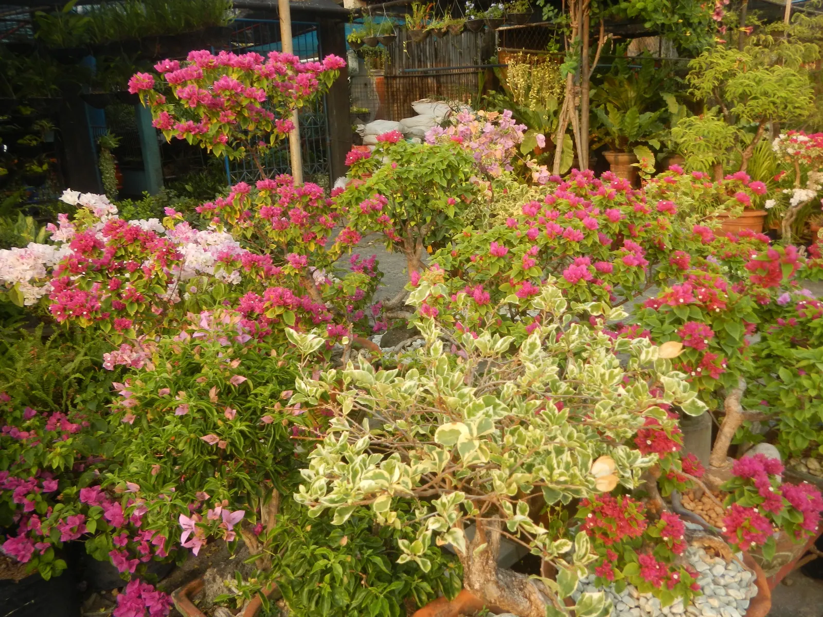 Bougainvillea Cultivars (Bougainvillea Cvs.) — while their drought resistance makes them a suitable choice for water-conscious landscapes; note: blooming
