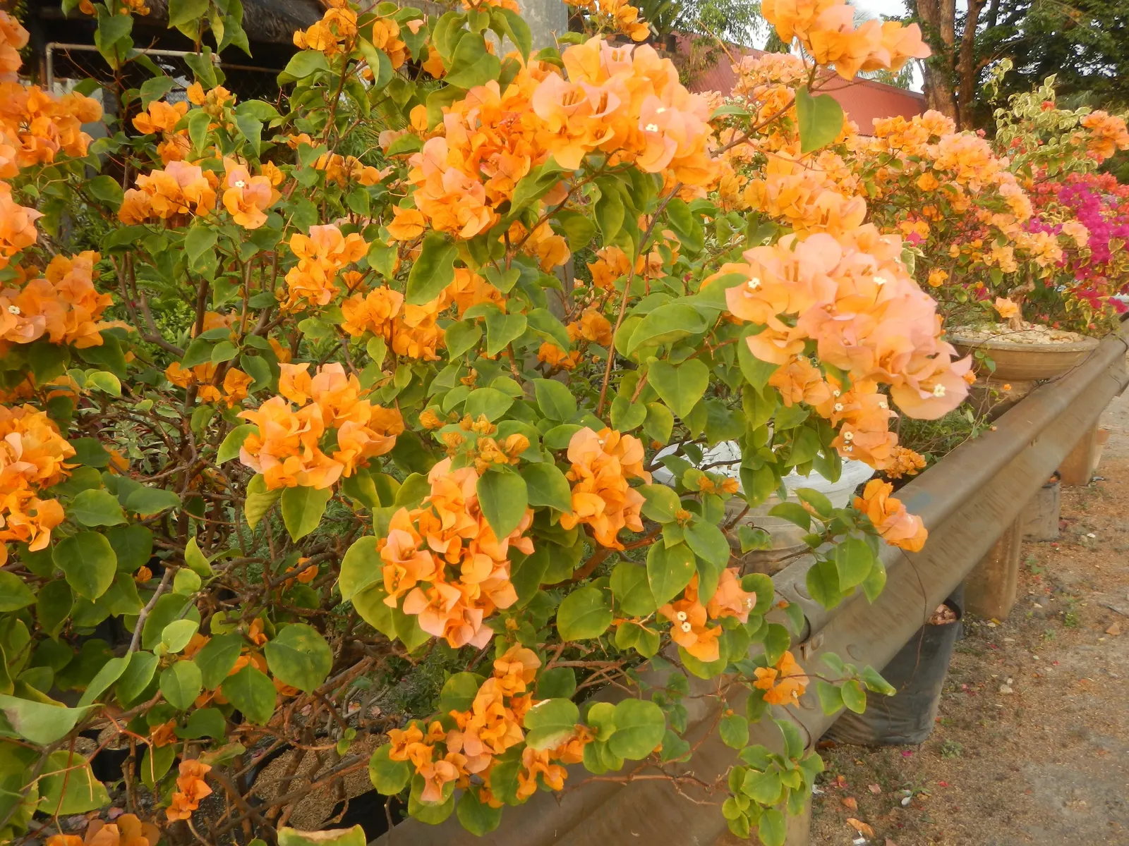Bougainvillea Cultivars (Bougainvillea Cvs.) — enthuse with vibrant bracts in pink, purple, red, or orange hues, framing modest flowers
