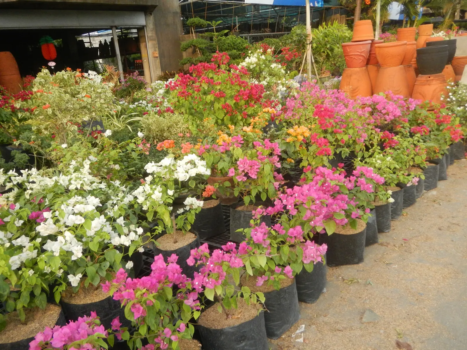 Bougainvillea Cultivars (Bougainvillea Cvs.) — requiring at least 6 hours of direct sunlight a day to promote prolific blooming