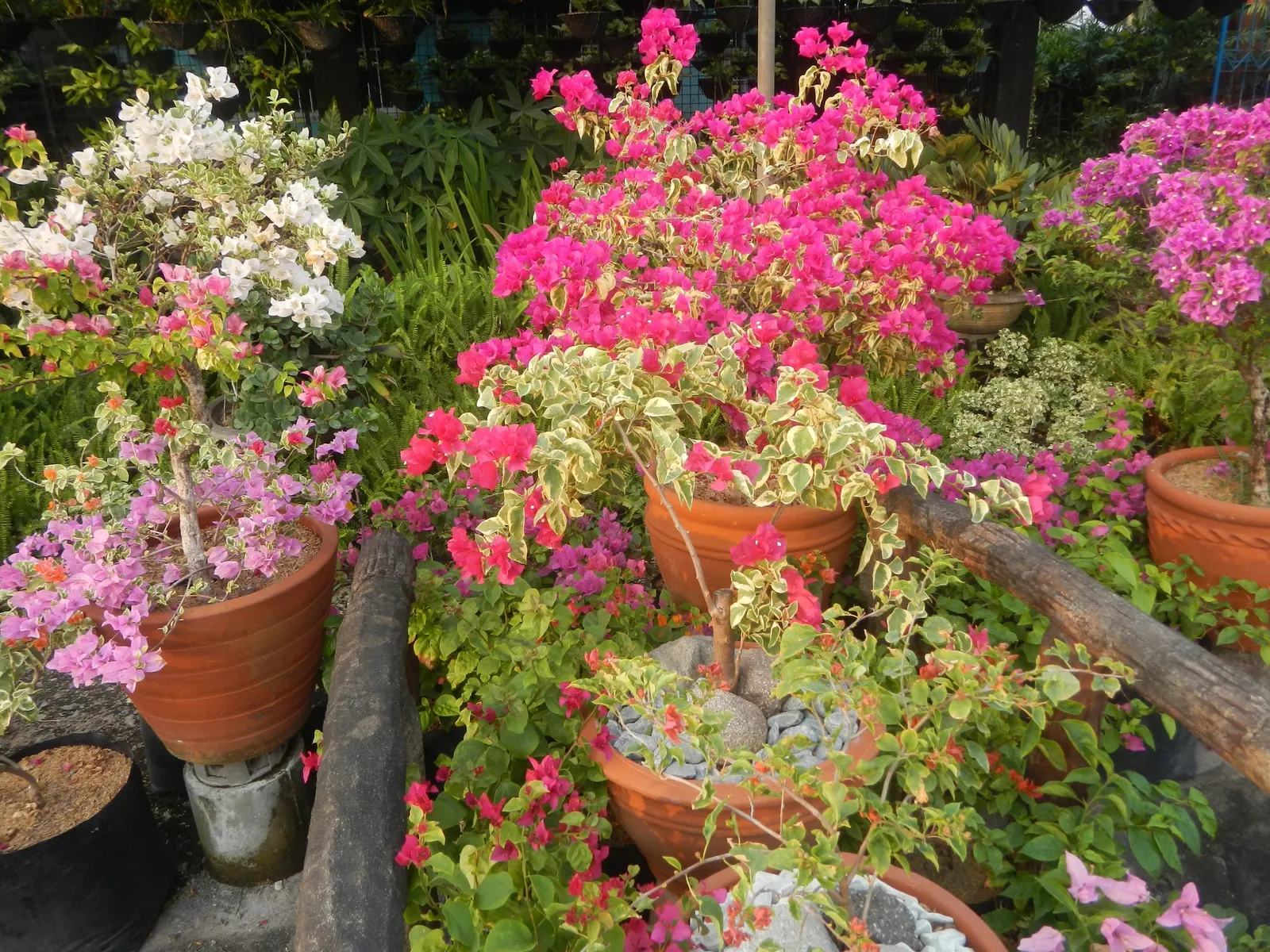Bougainvillea Cultivars (Bougainvillea Cvs.) — They're drought-tolerant once established, needing minimal care