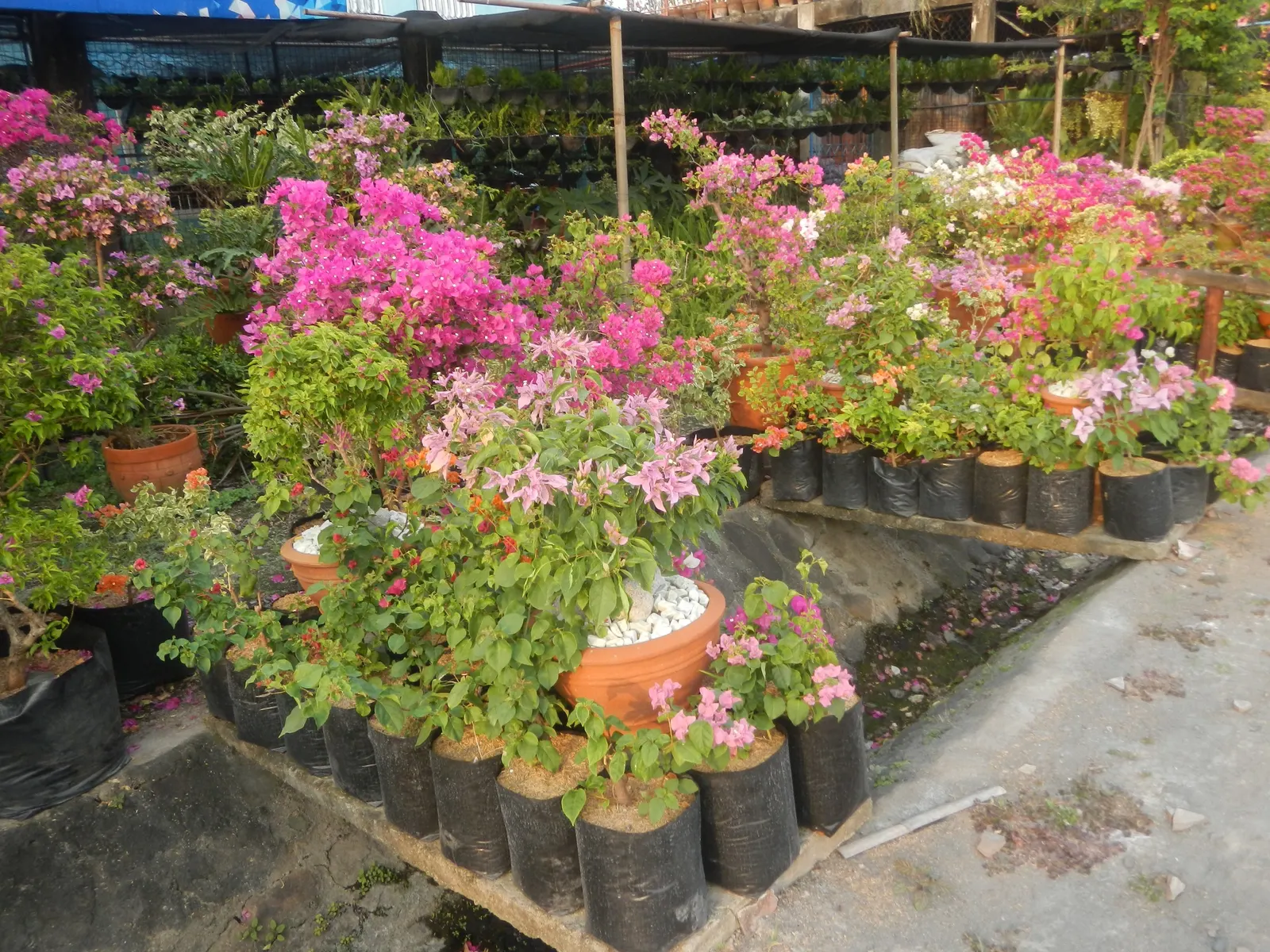 Bougainvillea Cultivars (Bougainvillea Cvs.) — commonly referred to as Bougainvillea cvs.