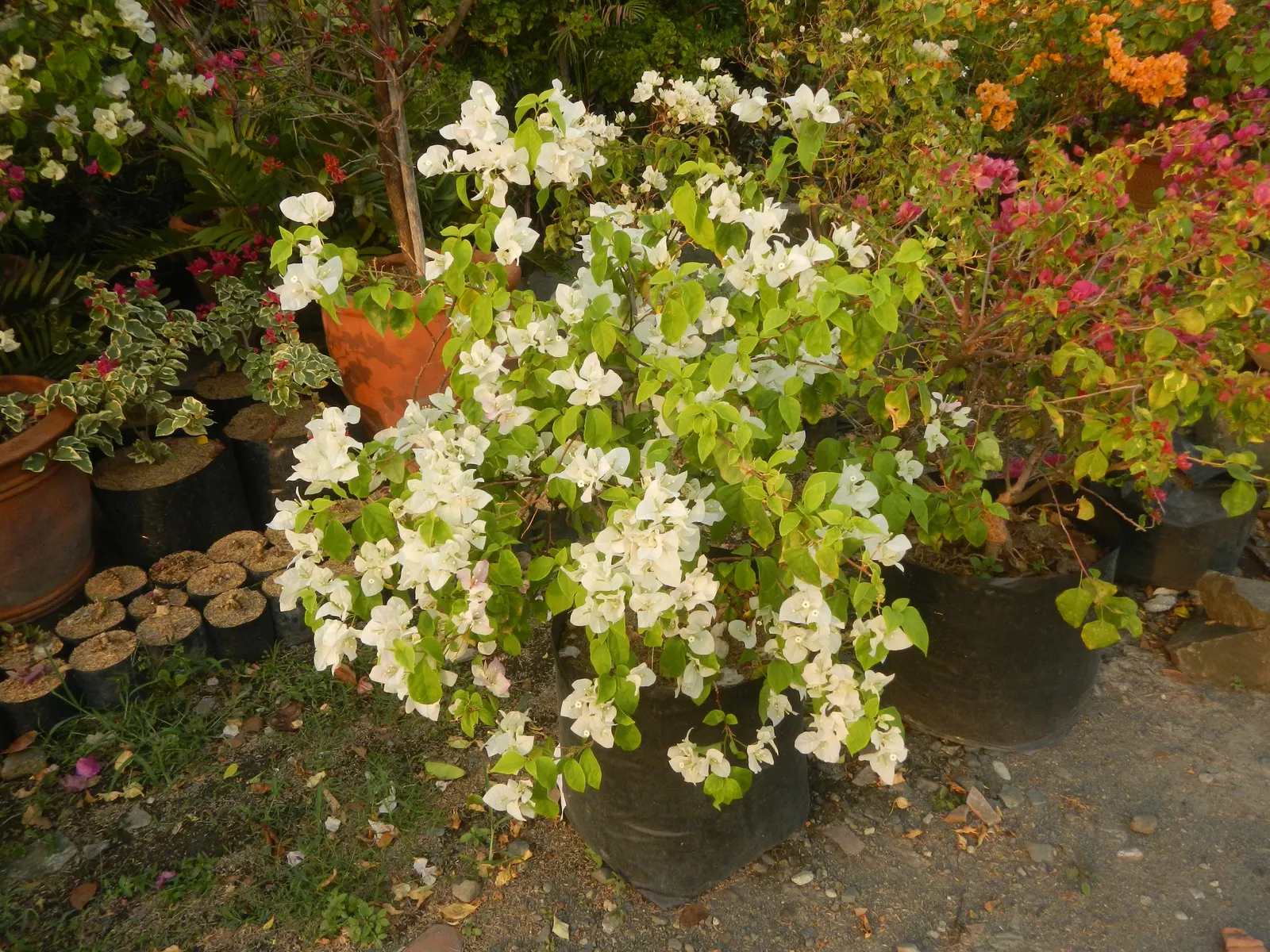 Bougainvillea Cultivars (Bougainvillea Cvs.) — With their vibrant colors and various forms; regular pruning is beneficial and will encourage a denser growth