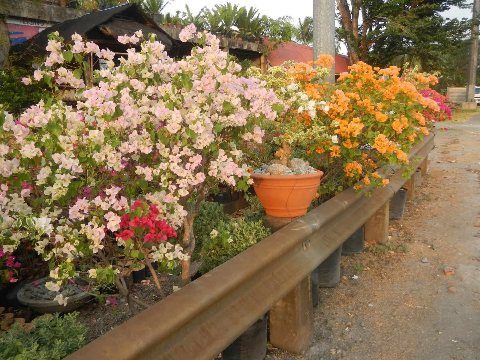 Bougainvillea Cultivars (Bougainvillea Cvs.) — regular pruning is beneficial and will encourage a denser growth habit and more abundant blooms
