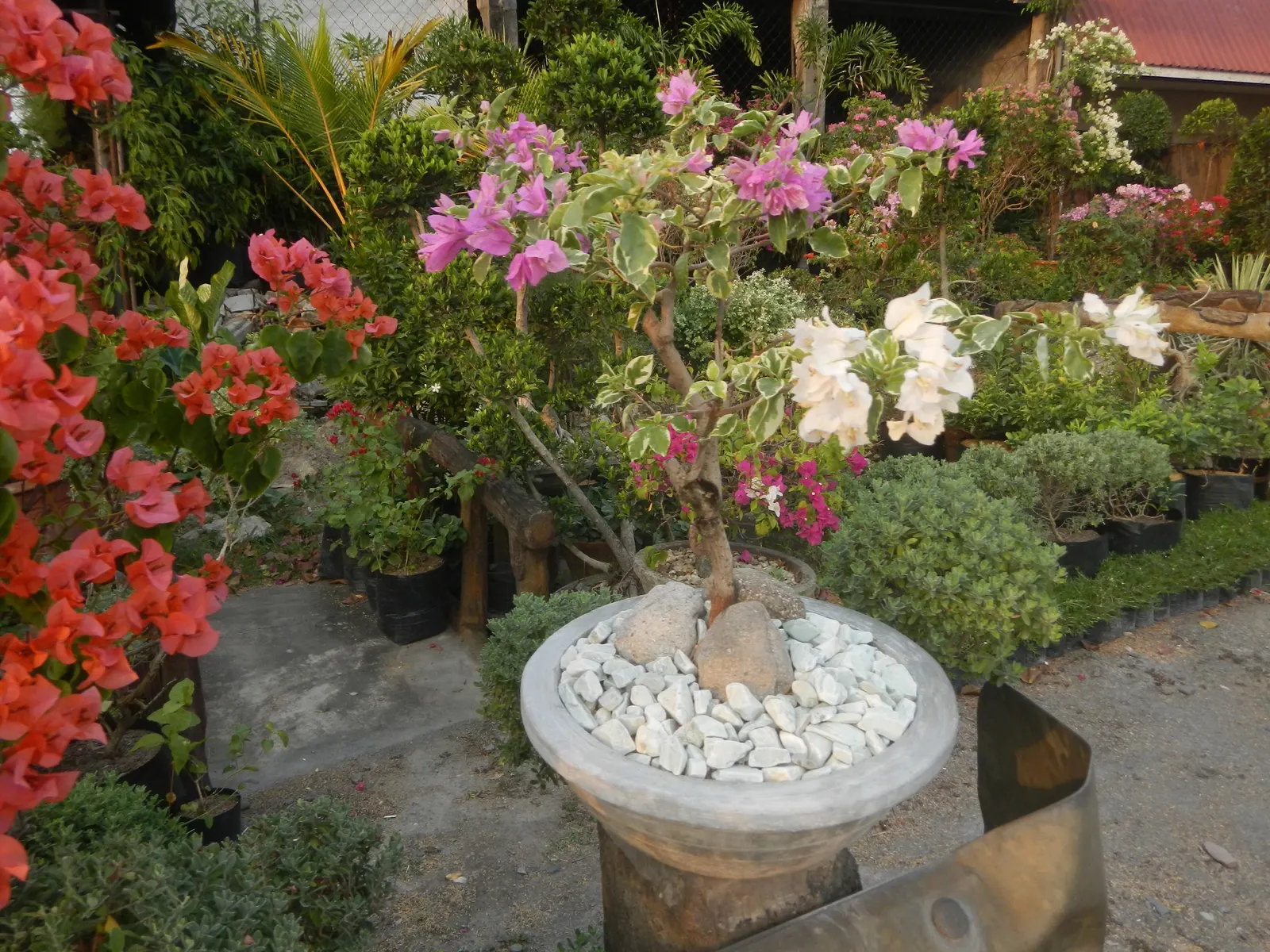 Bougainvillea Cultivars (Bougainvillea Cvs.) — shrub / vine for full or half; while their drought resistance makes them a suitable choice for, image 90
