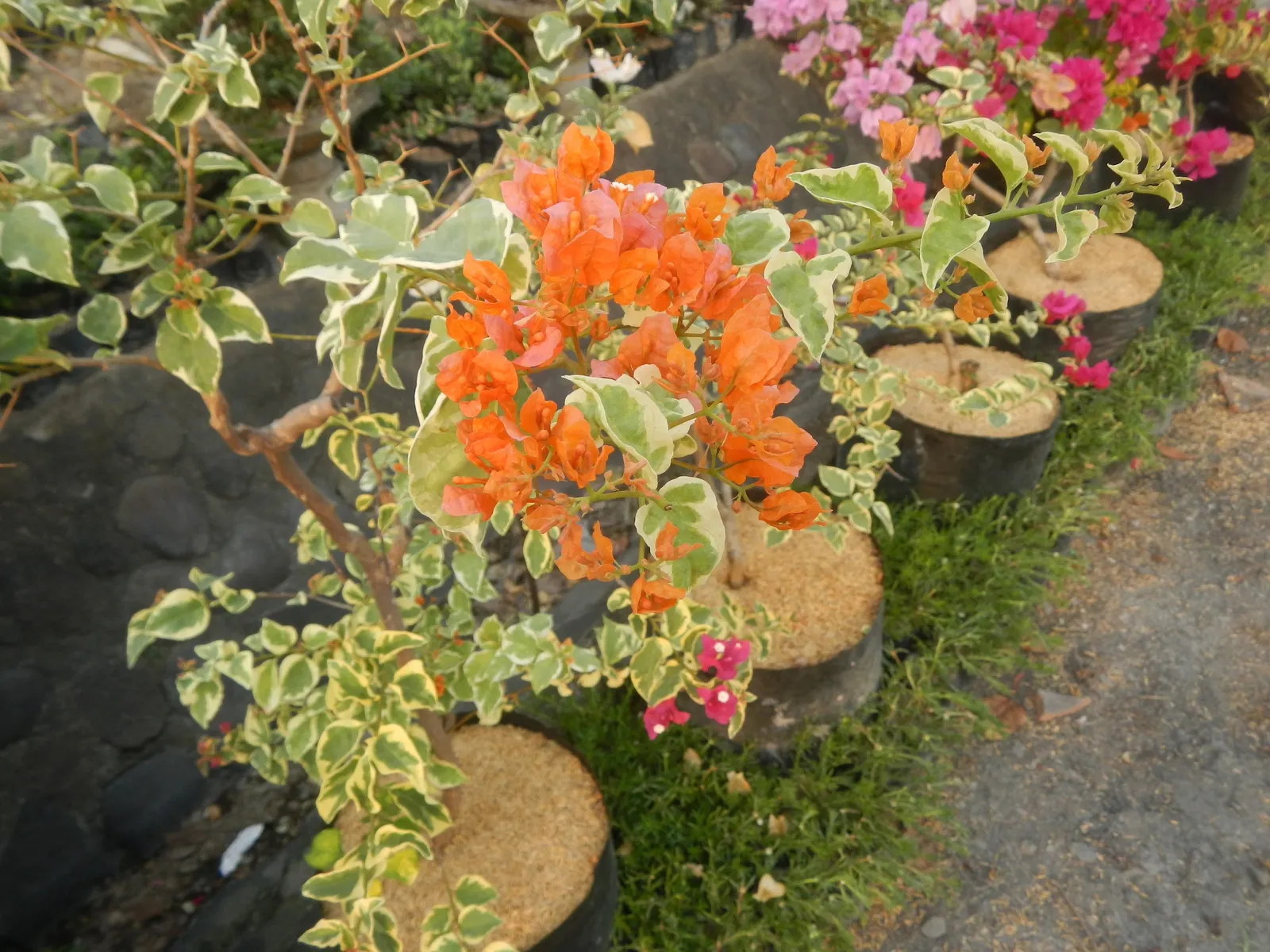 Bougainvillea Cultivars (Bougainvillea Cvs.) — provide a vibrant and versatile addition to any landscape design