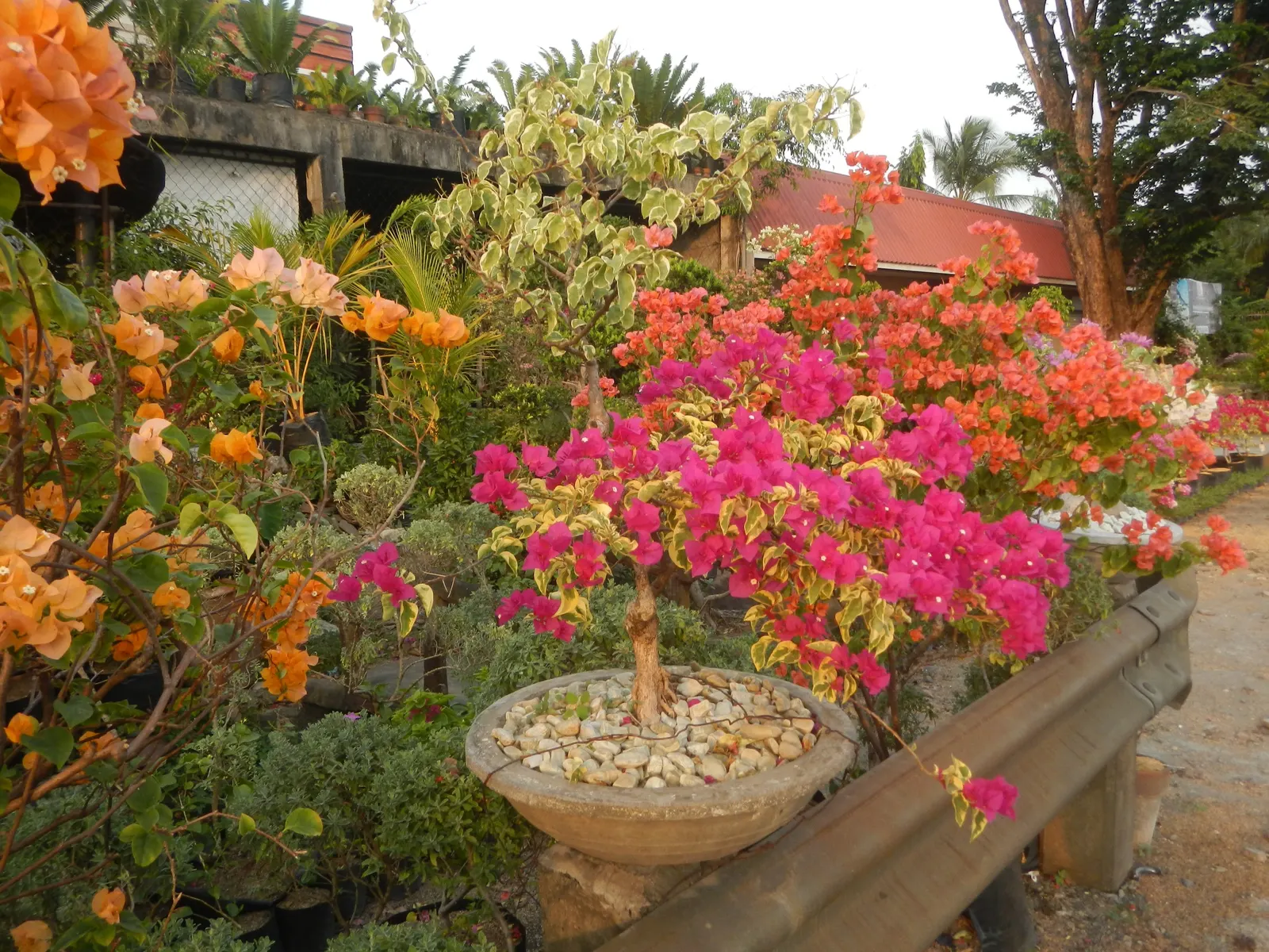 Bougainvillea Cultivars (Bougainvillea Cvs.) — or can be espaliered against walls and fences