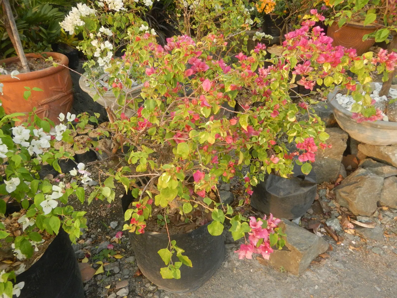 Bougainvillea Cultivars (Bougainvillea Cvs.) — For a more dramatic effect