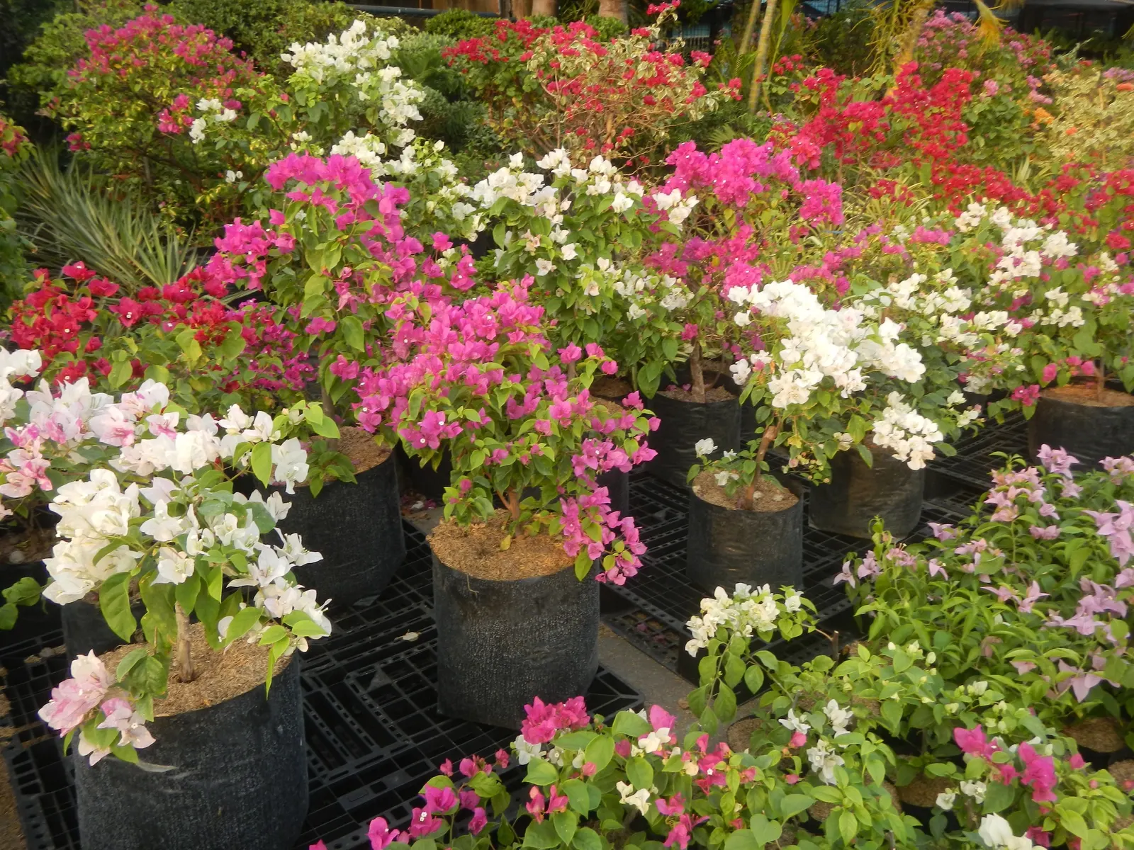 Bougainvillea Cultivars (Bougainvillea Cvs.) — These bracts surround the true flowers; frost-sensitive, thrive in USDA zones 9-11