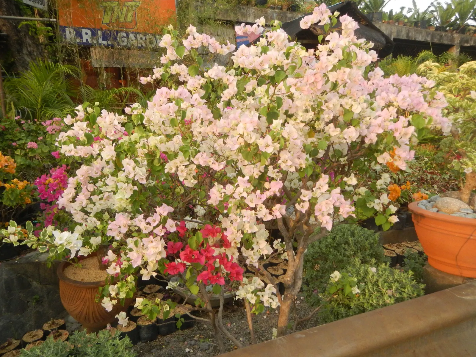 Bougainvillea Cultivars (Bougainvillea Cvs.) — Prune for shape or to contain size