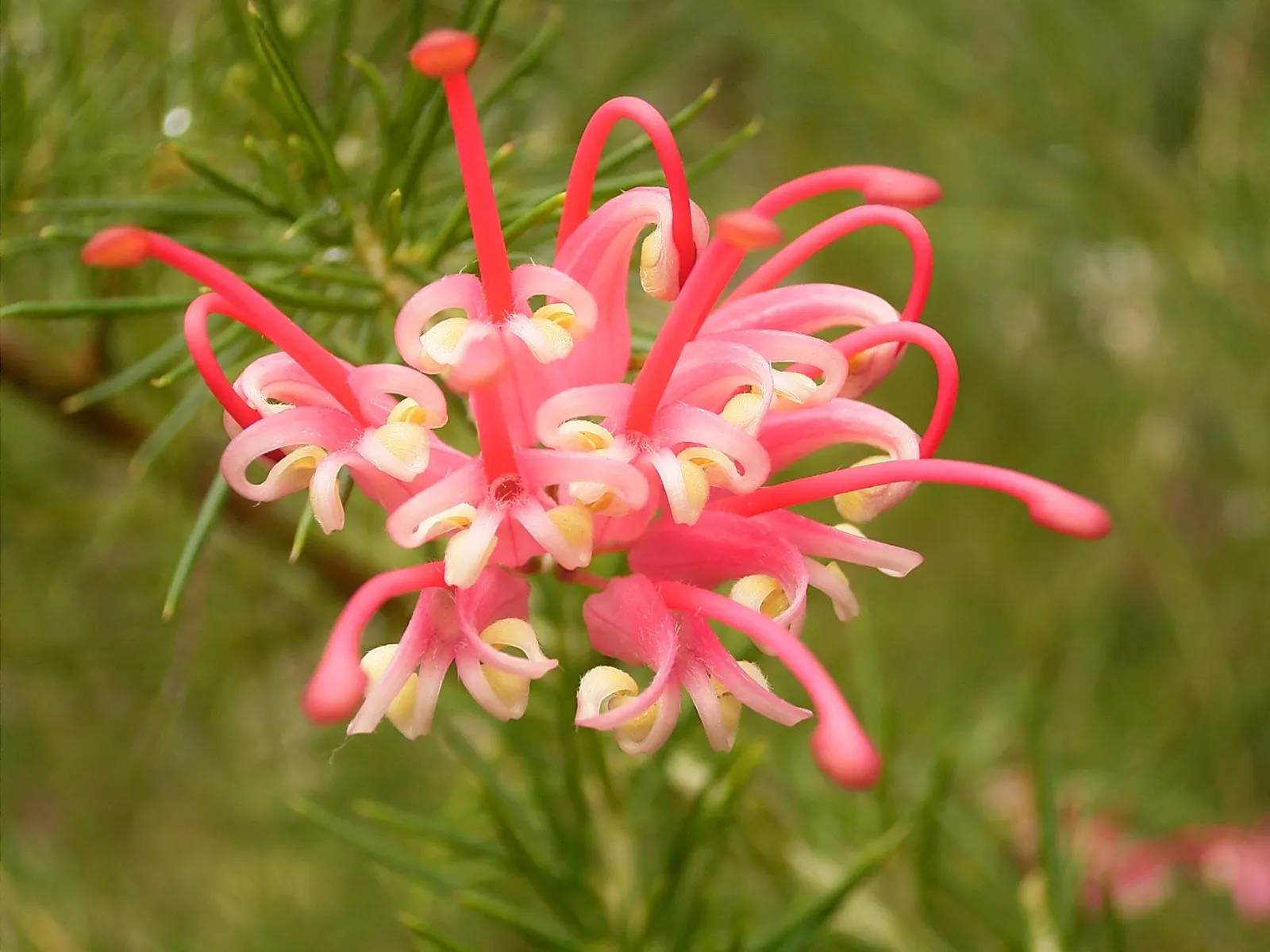 Rosemary Grevillea (Grevillea Rosmarinifolia) — Grevillea rosmarinifolia, commonly known as Rosemary Grevillea, is an evergreen shrub native to Australia; it