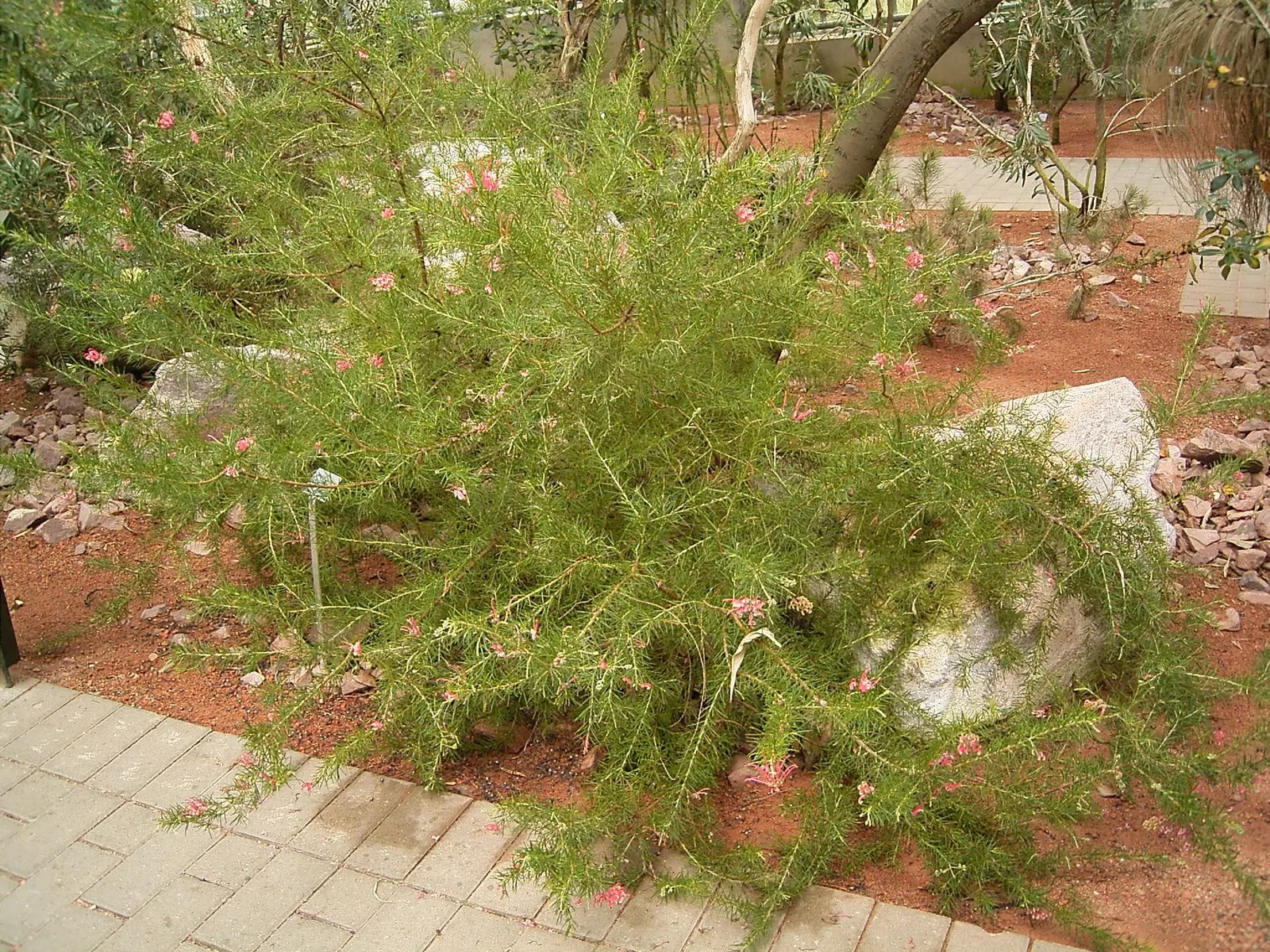 Rosemary Grevillea (Grevillea Rosmarinifolia) — A hardy and versatile plant, it reaches up to 6.5 feet in height with needle-like leaves resembling rosemary