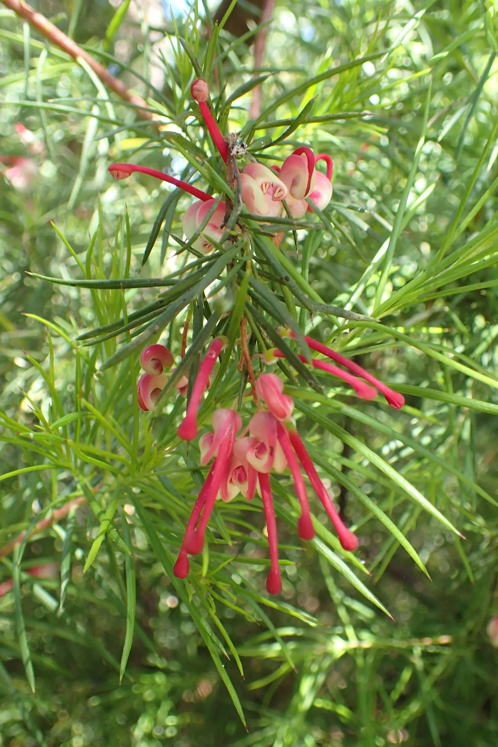 Rosemary Grevillea (Grevillea Rosmarinifolia) — It is an excellent choice for xeriscaping and tolerates coastal conditions