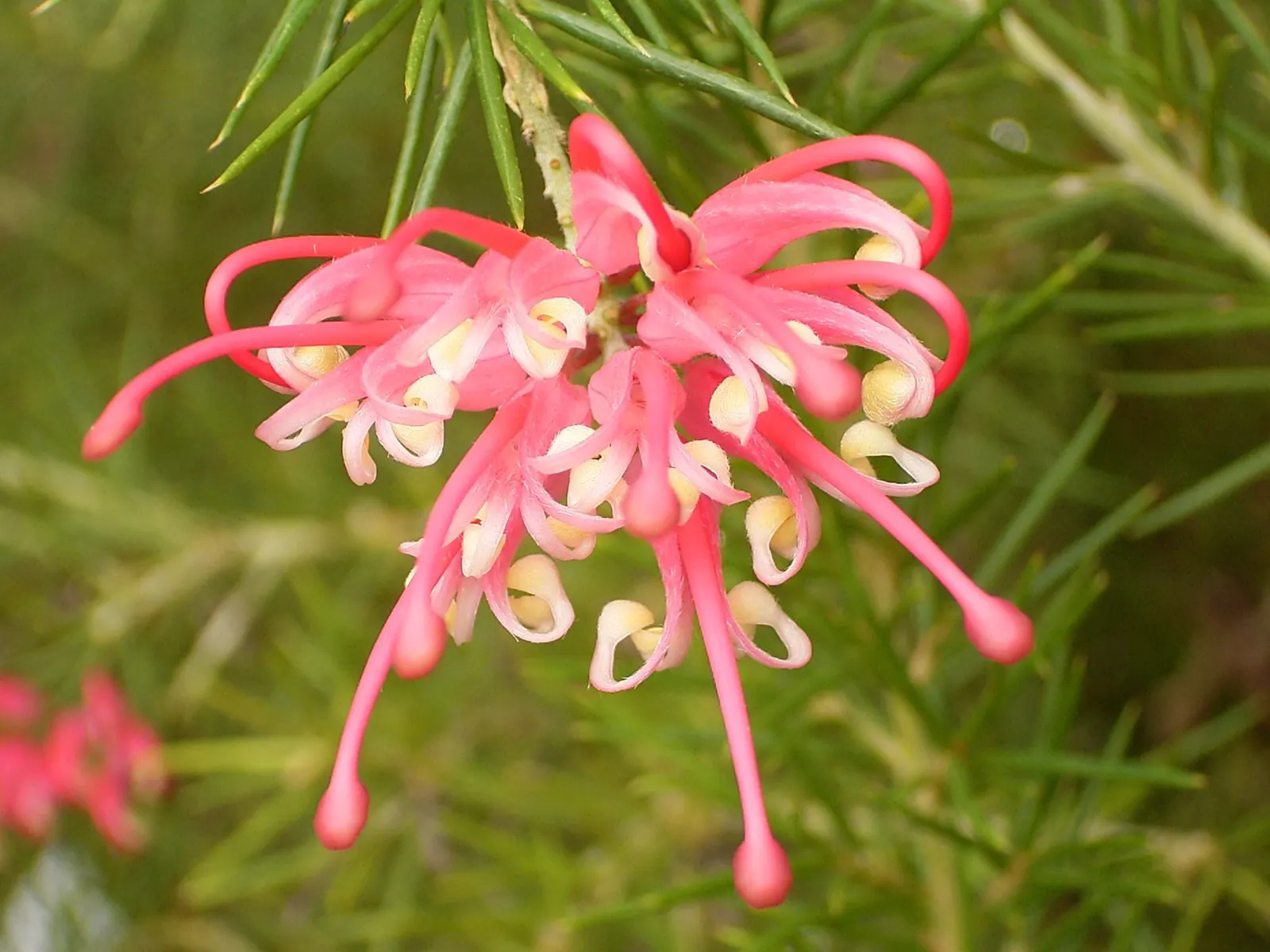 Rosemary Grevillea (Grevillea Rosmarinifolia) — and suits informal hedges or ornamental beds; it adapts to various soils