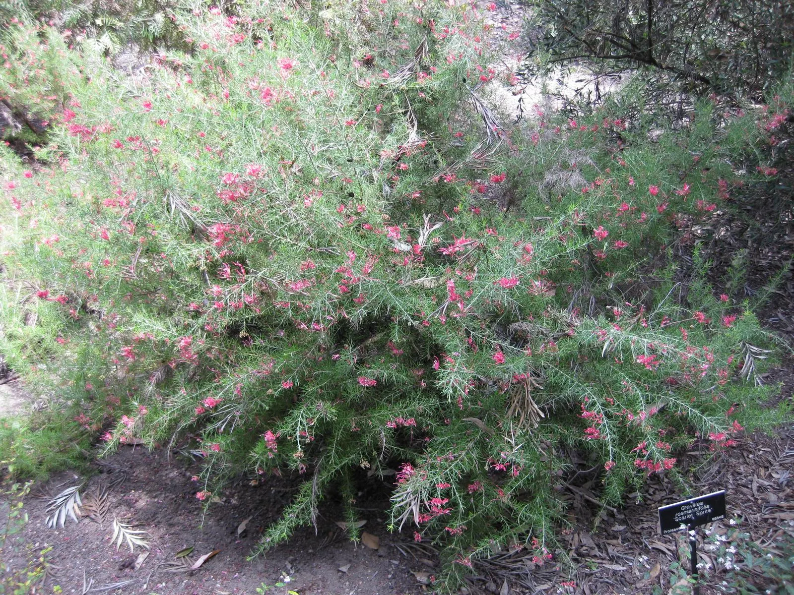 Rosemary Grevillea (Grevillea Rosmarinifolia) — the Rosemary Grevillea thrives in full sun to partial shade and prefers well-drained soil