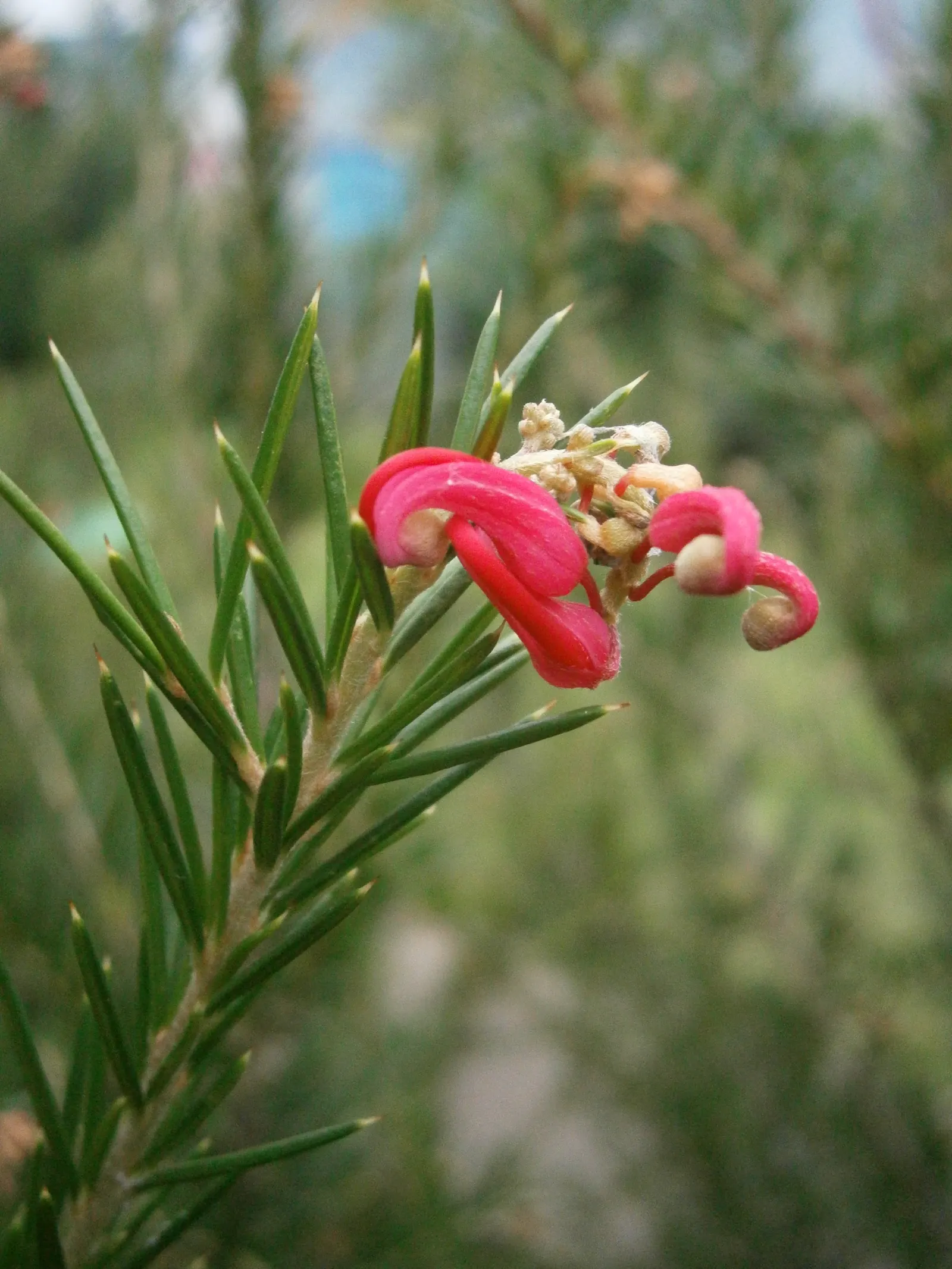 Rosemary Grevillea (Grevillea Rosmarinifolia) — The attractive blooms emerge in clusters at the ends of branches and exhibit a unique spider flower appearance