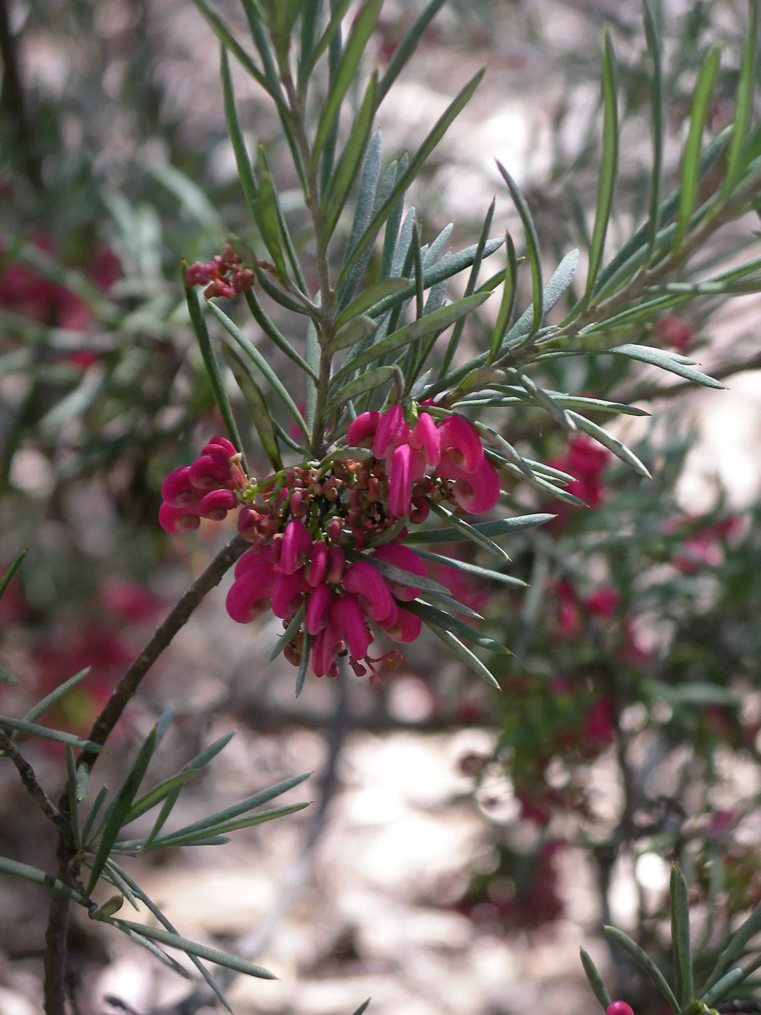Rosemary Grevillea (Grevillea Rosmarinifolia) — shrub for full or half