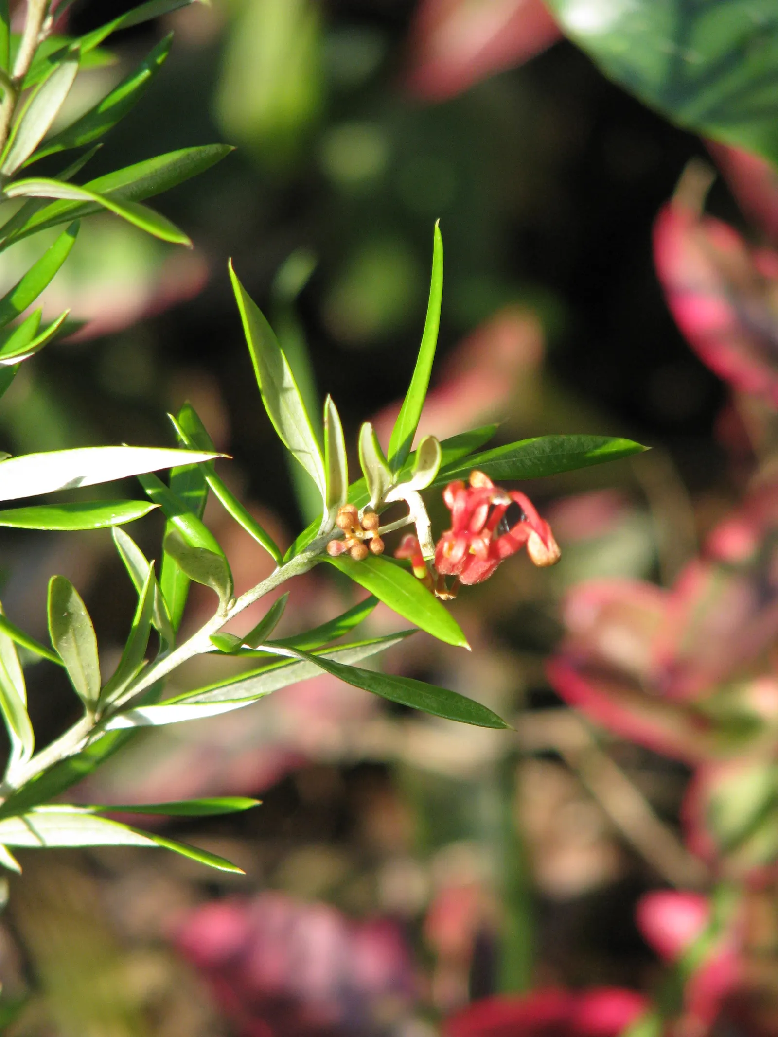 Rosemary Grevillea (Grevillea Rosmarinifolia) — Grevillea rosmarinifolia, commonly known as Rosemary Grevillea, is an evergreen shrub native to Australia