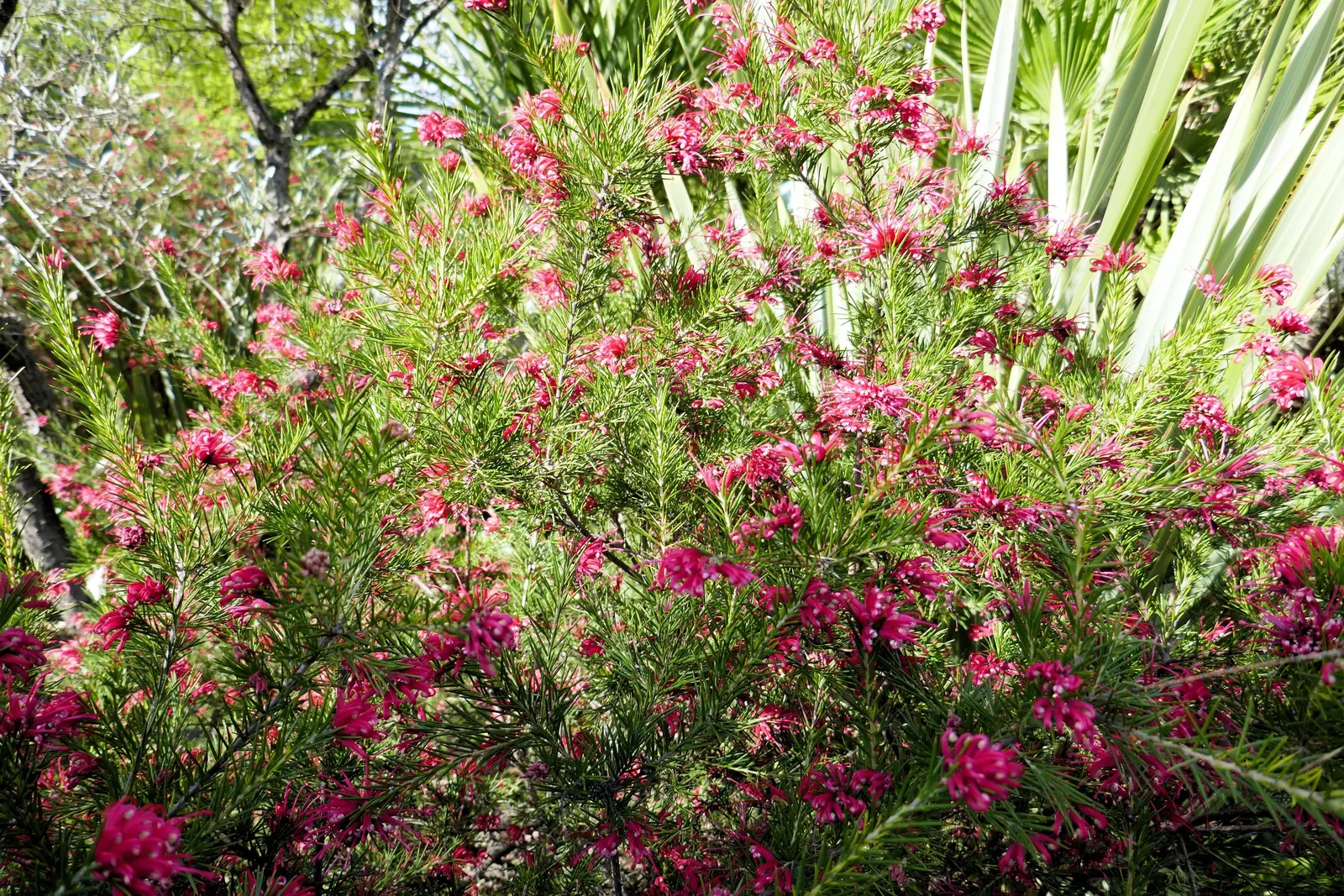 Rosemary Grevillea (Grevillea Rosmarinifolia) — Its striking red flowers bloom most of the year, attracting pollinators