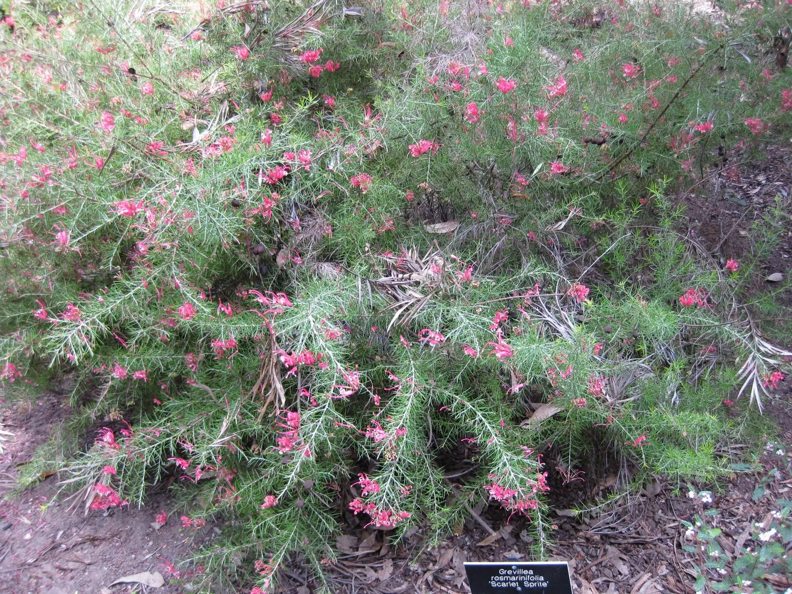 Rosemary Grevillea (Grevillea Rosmarinifolia) — In addition to its visual appeal