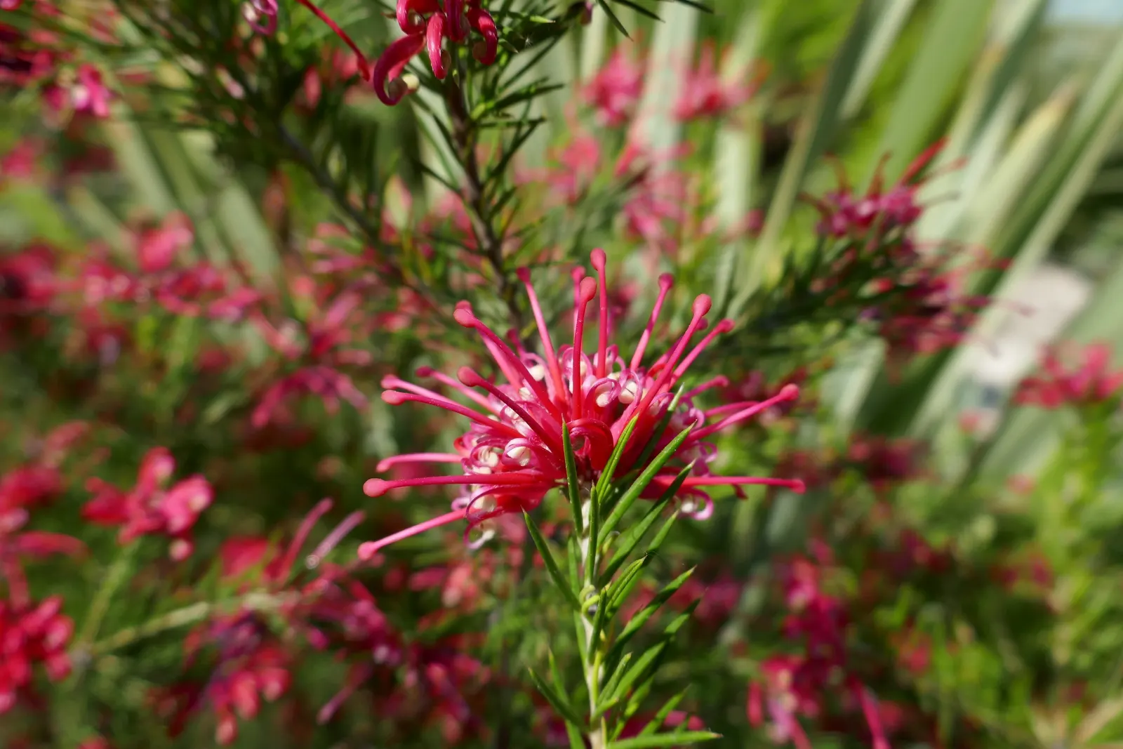 Rosemary Grevillea (Grevillea Rosmarinifolia) — The flowers range in color from crimson to pink and occasionally creamy white; this plant is renowned for its