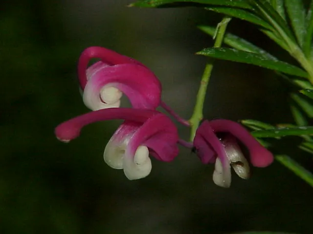 Rosemary Grevillea (Grevillea Rosmarinifolia) — offering a year-round display of lush