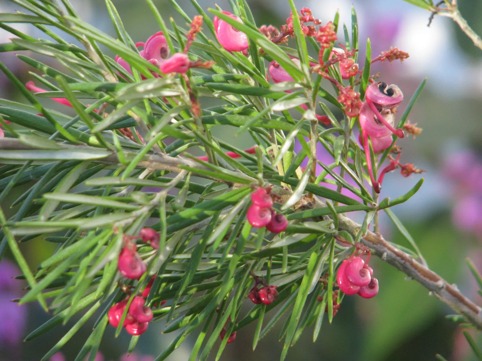Rosemary Grevillea (Grevillea Rosmarinifolia) — and interest to their outdoor space