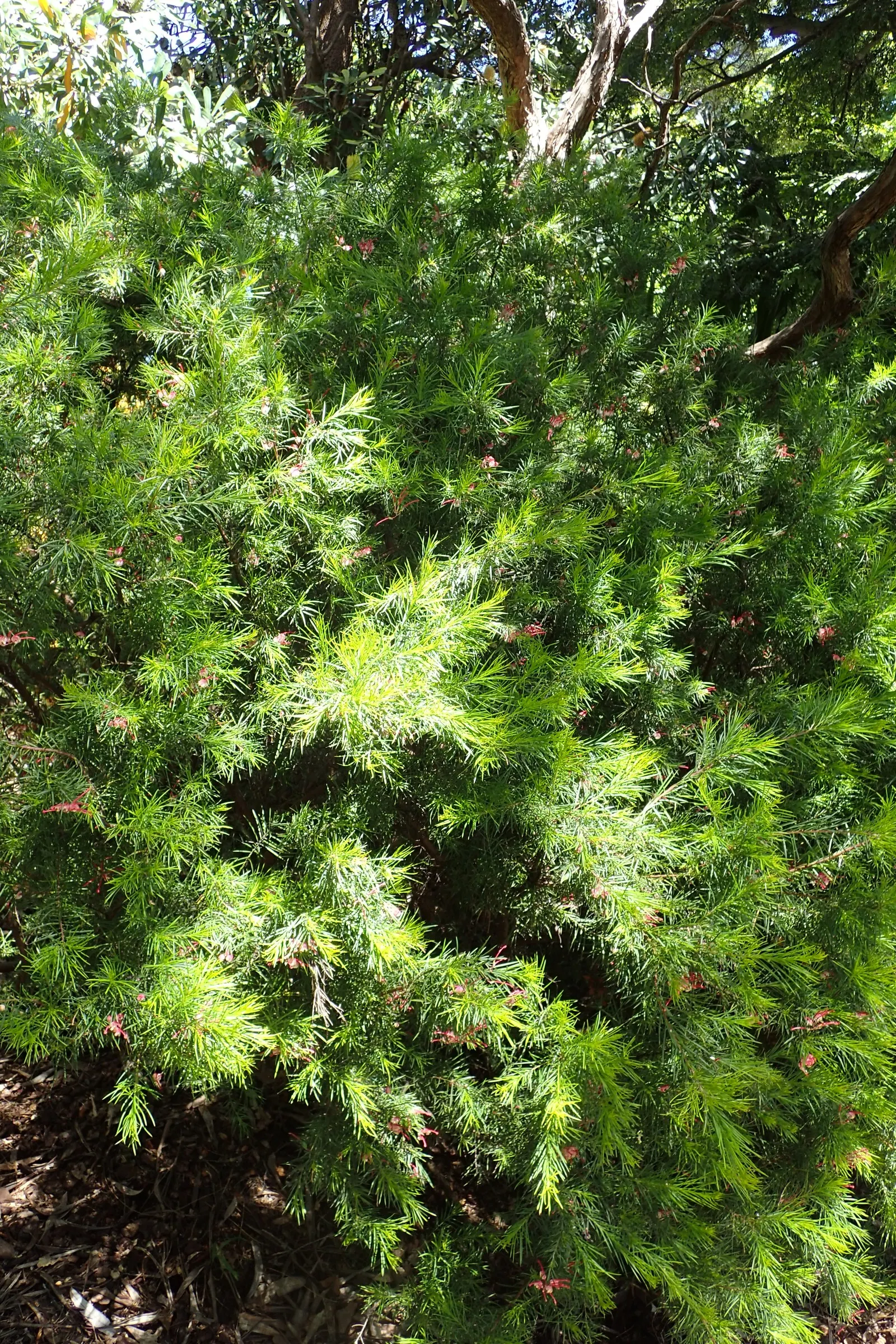 Rosemary Grevillea (Grevillea Rosmarinifolia) — are dark green and linear with a slightly prickly texture