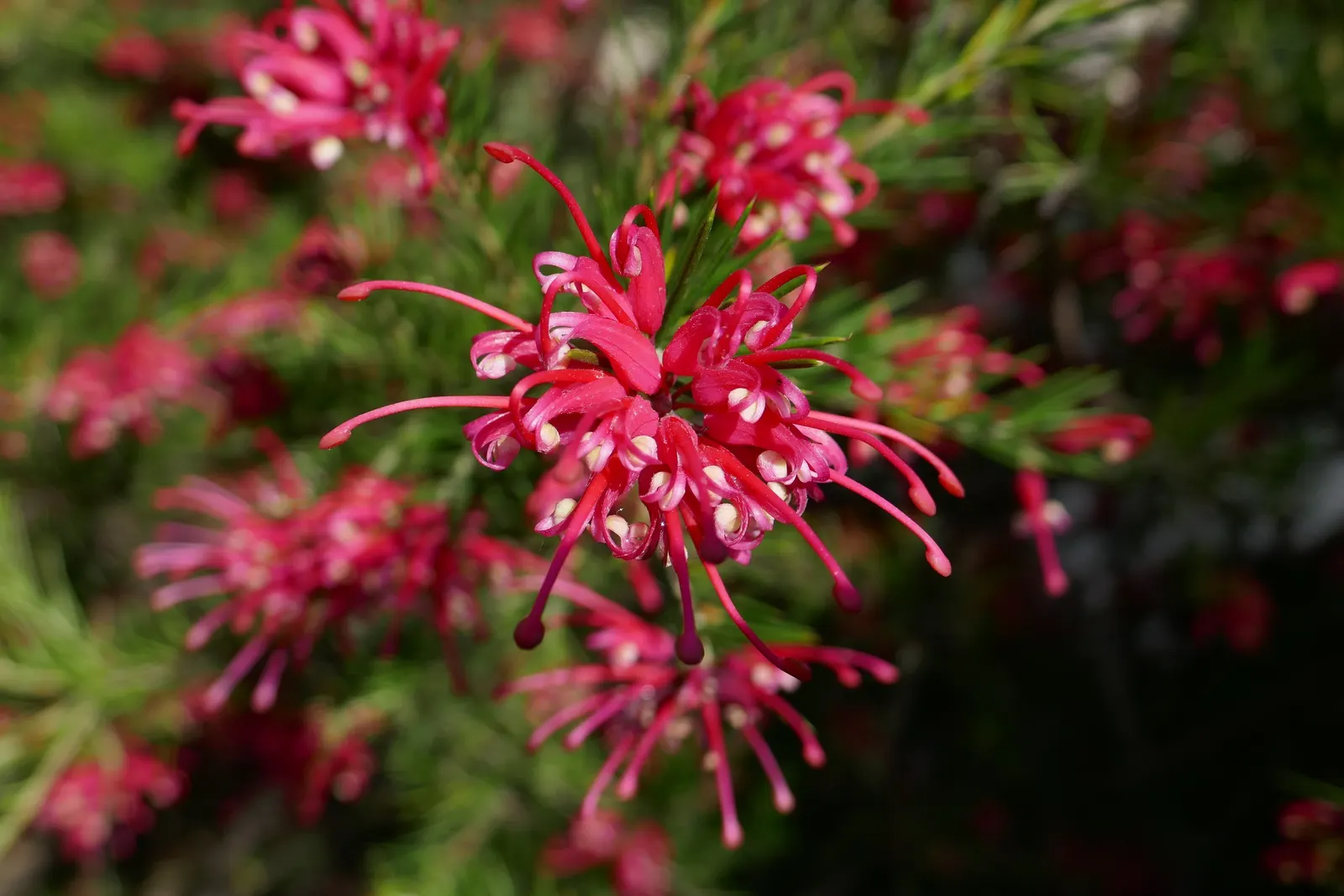 Rosemary Grevillea (Grevillea Rosmarinifolia) — are dark green and linear with a slightly prickly texture; this plant is renowned for its needle-like